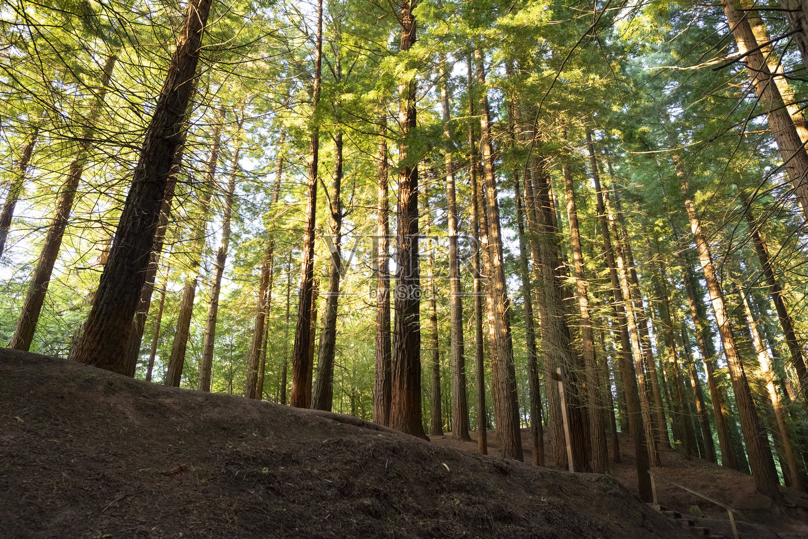 塞科亚森林,位于坎塔布里亚的卡韦松德拉萨尔照片摄影图片