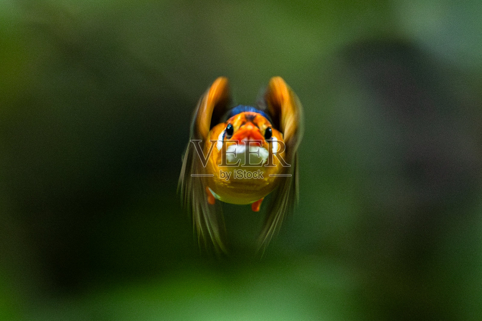 愤怒的翠鸟照片摄影图片