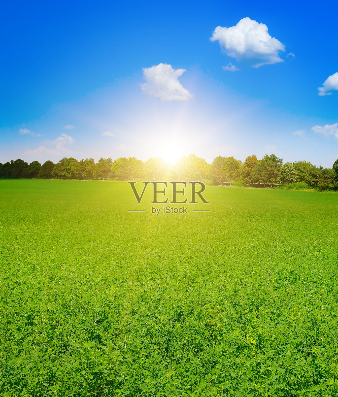 乡村风光:日出/日落时分郁郁葱葱的绿色牧场的垂直景观照片摄影图片