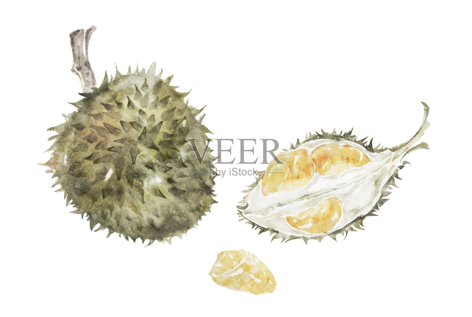 异国榴莲和剥开的榴莲的水彩画插画图片素材