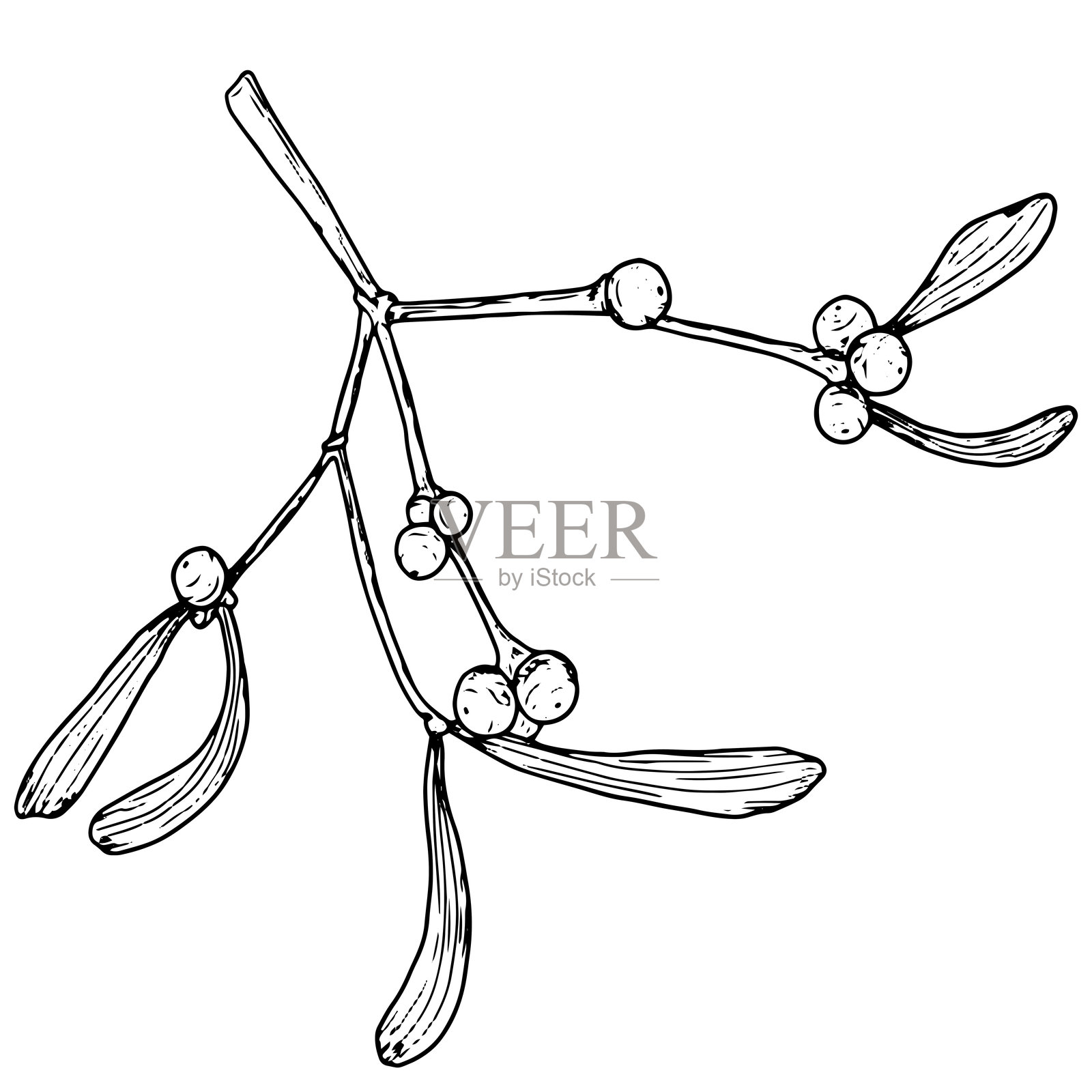 一枝带浆果的槲寄生素描插画图片素材