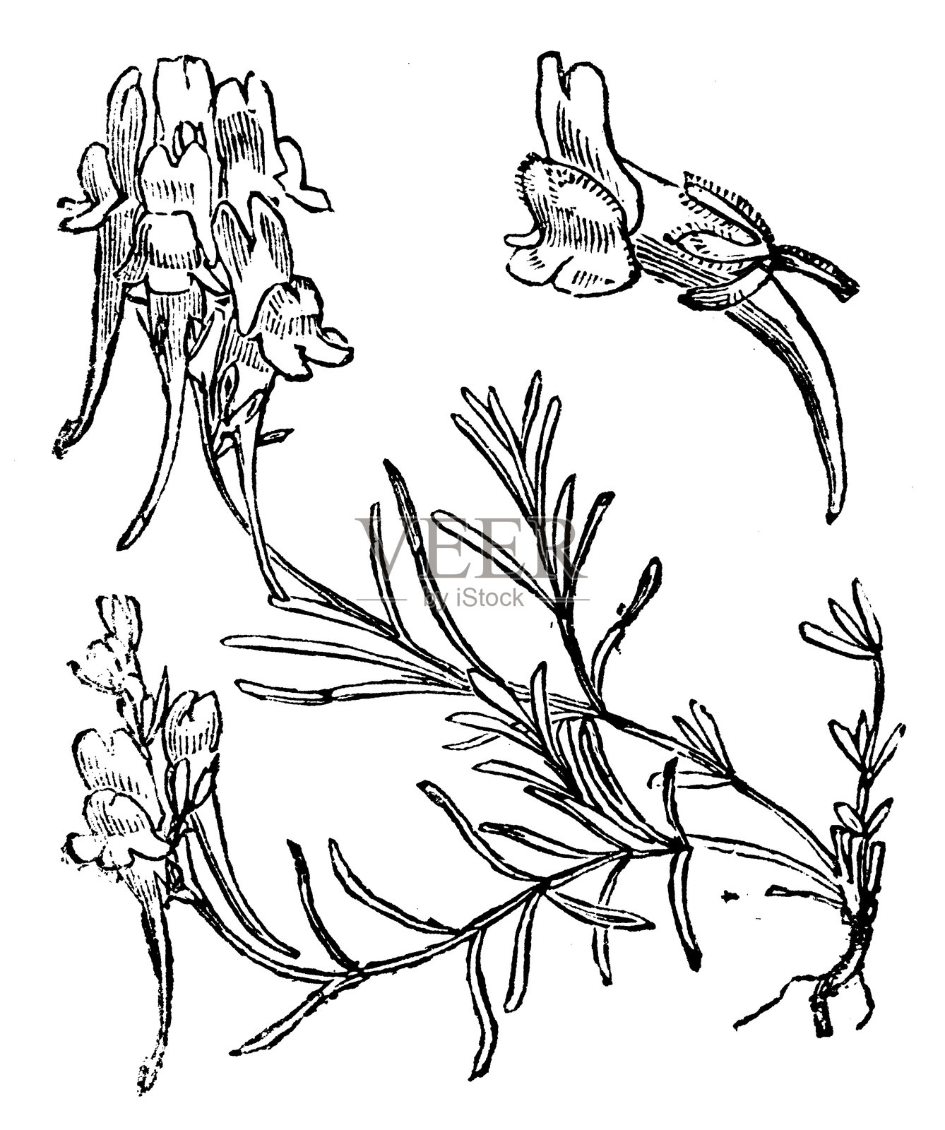 匍匐亚麻插画图片素材