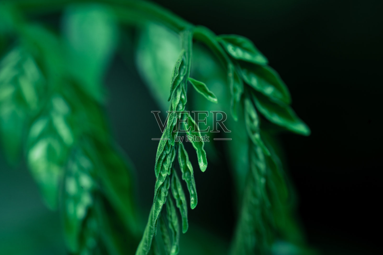 来自亚马逊的绿色树叶照片摄影图片