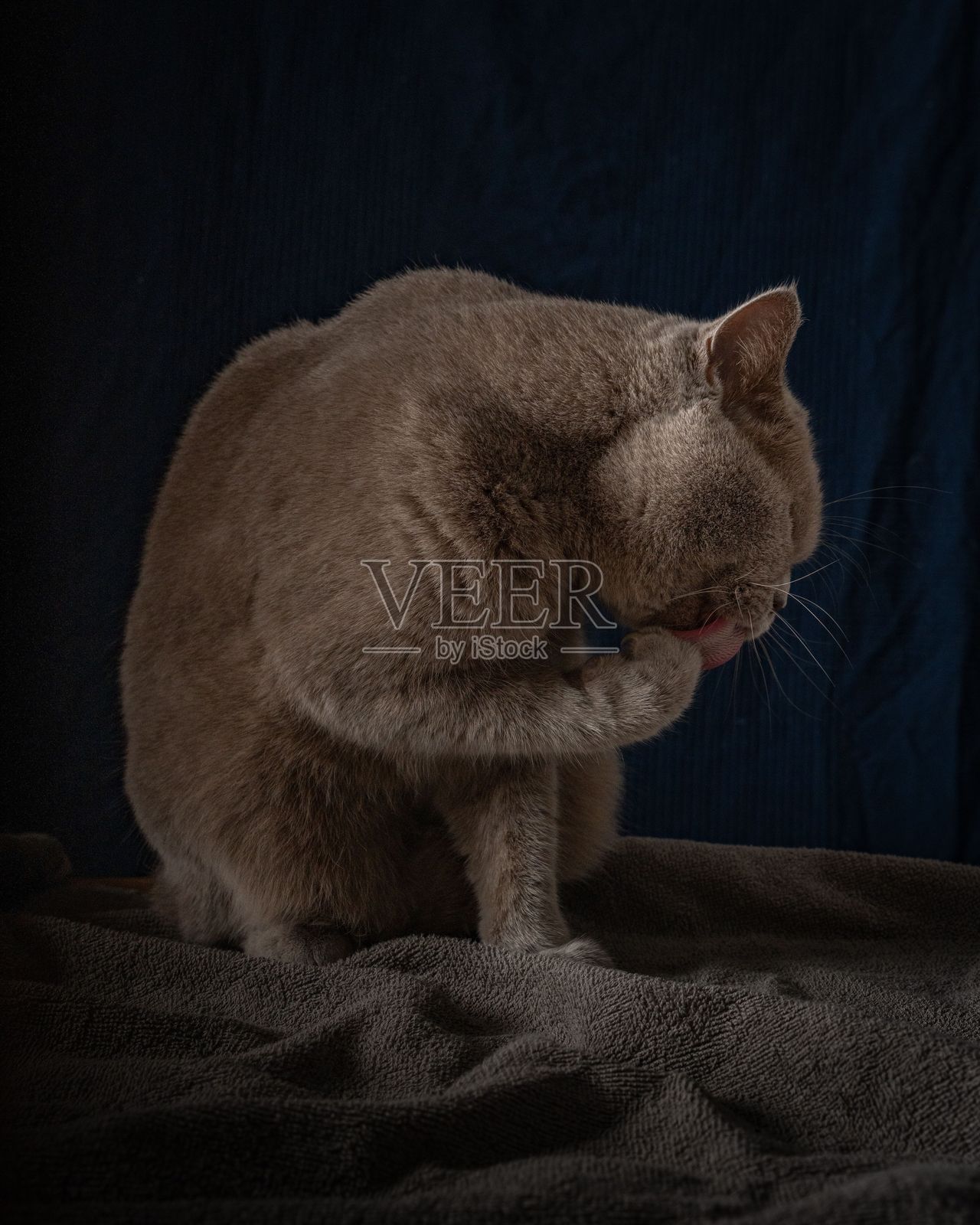 一只英国短毛猫在毯子上梳理毛发照片摄影图片