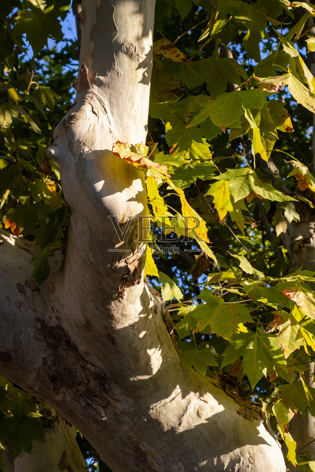 近距离细节展示的梧桐树,孤立在自然背景上照片摄影图片