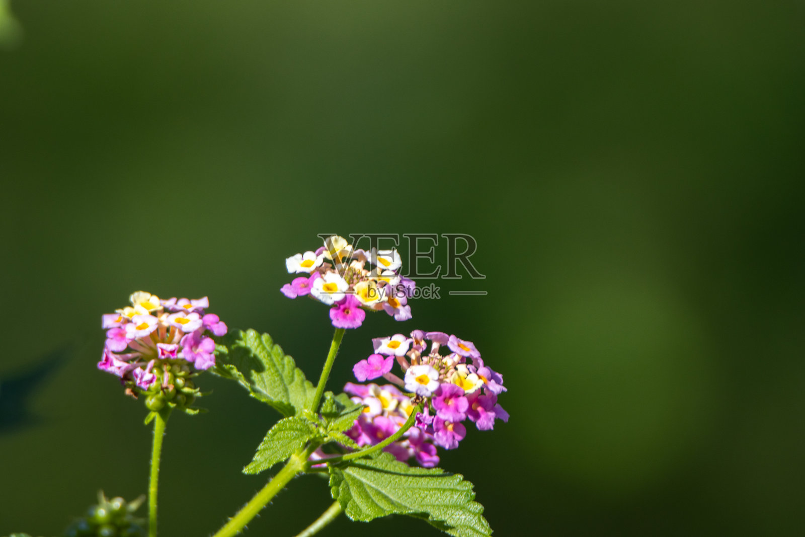 马利筋属(Asclepias)的粉色和黄色花朵,在自然背景下孤立展示照片摄影图片