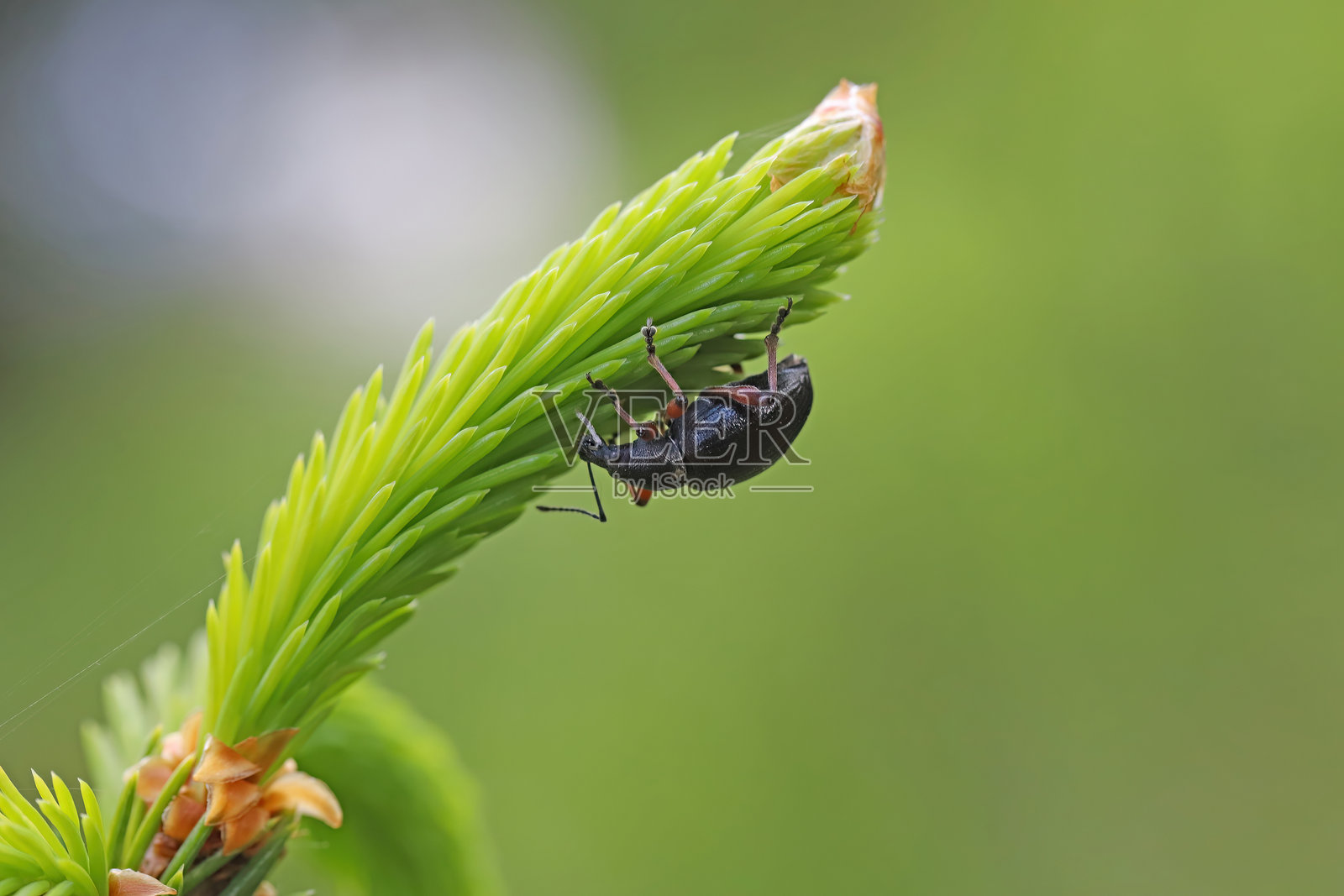 象鼻虫属(Otiorhynchus)的甲虫,属于象鼻虫科(Curculionidae),栖息在新梢上的云杉嫩枝上。照片摄影图片