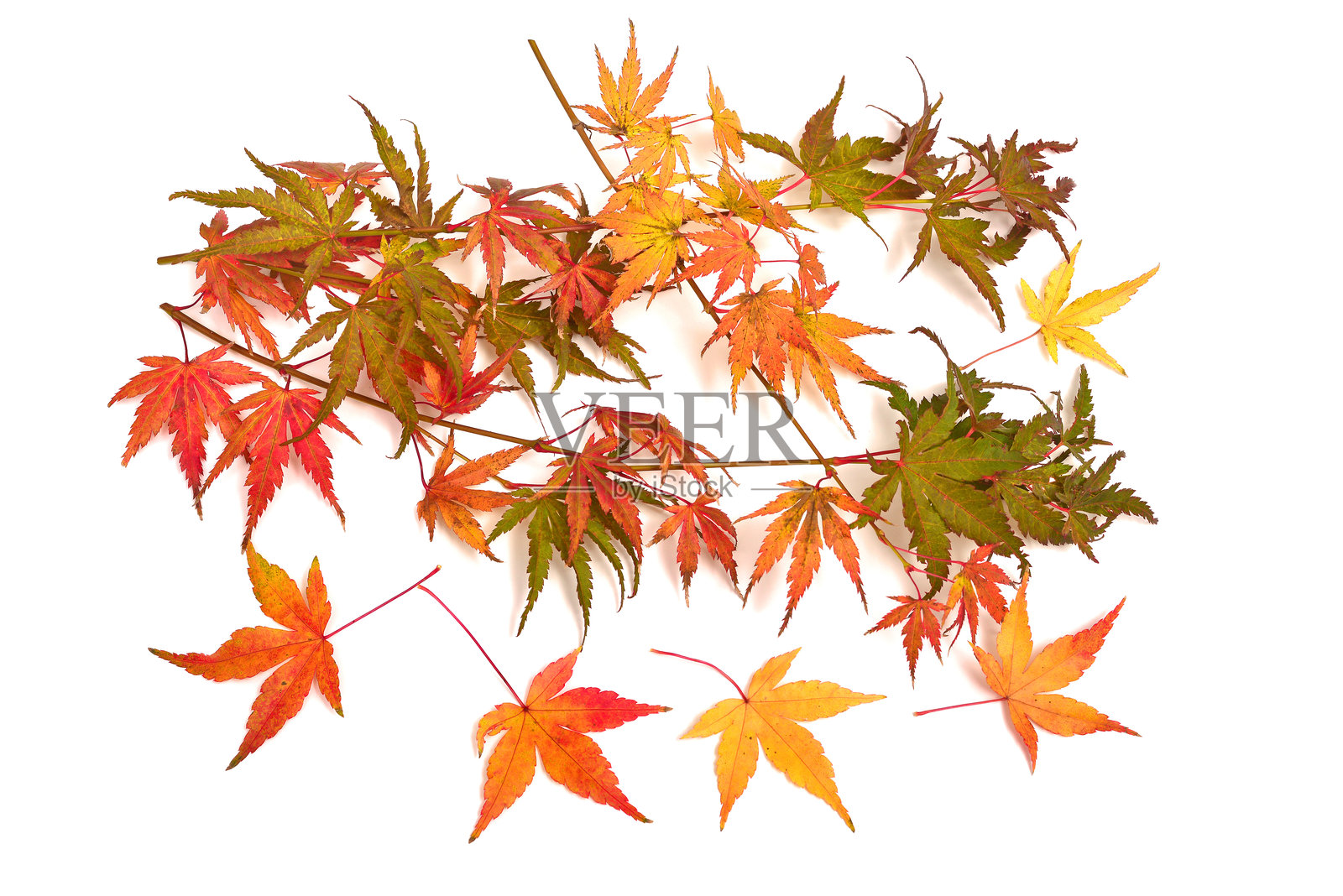 秋季日本装饰枫树的带叶树枝,孤立在白色背景上。俯视,顶视图照片摄影图片