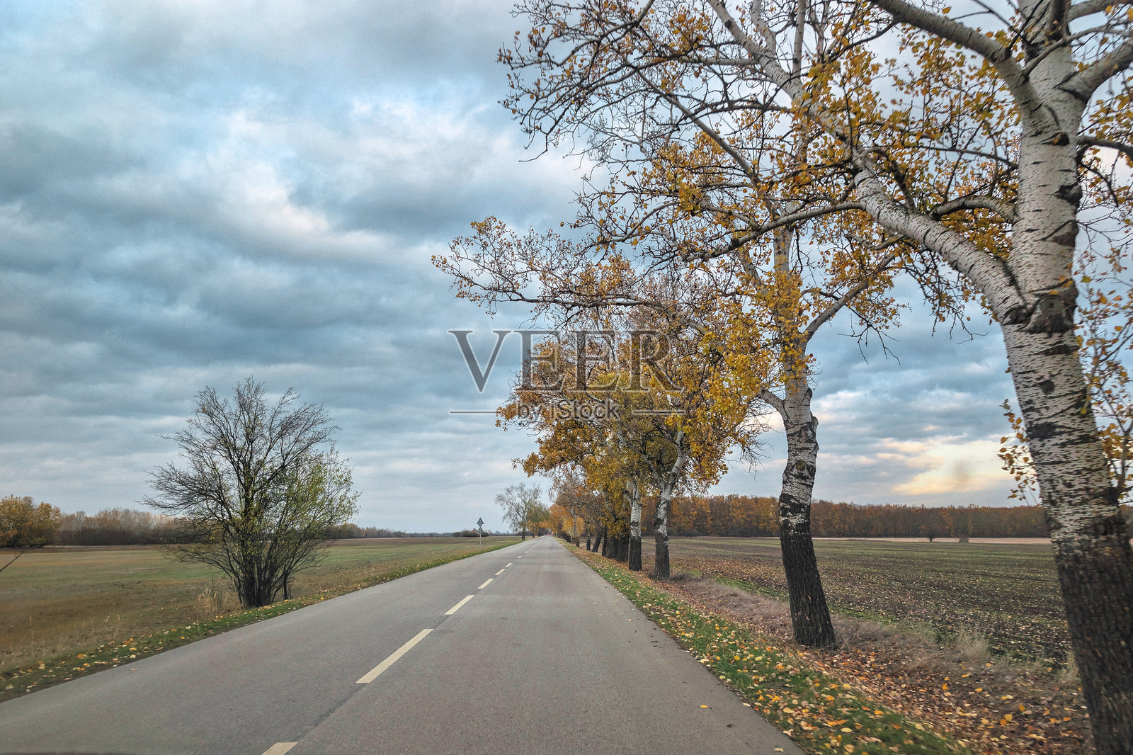 秋日多云灰蒙蒙的天空下,乡间风景中一条空旷的柏油路,两旁是高大的白杨树和金黄的秋叶。照片摄影图片