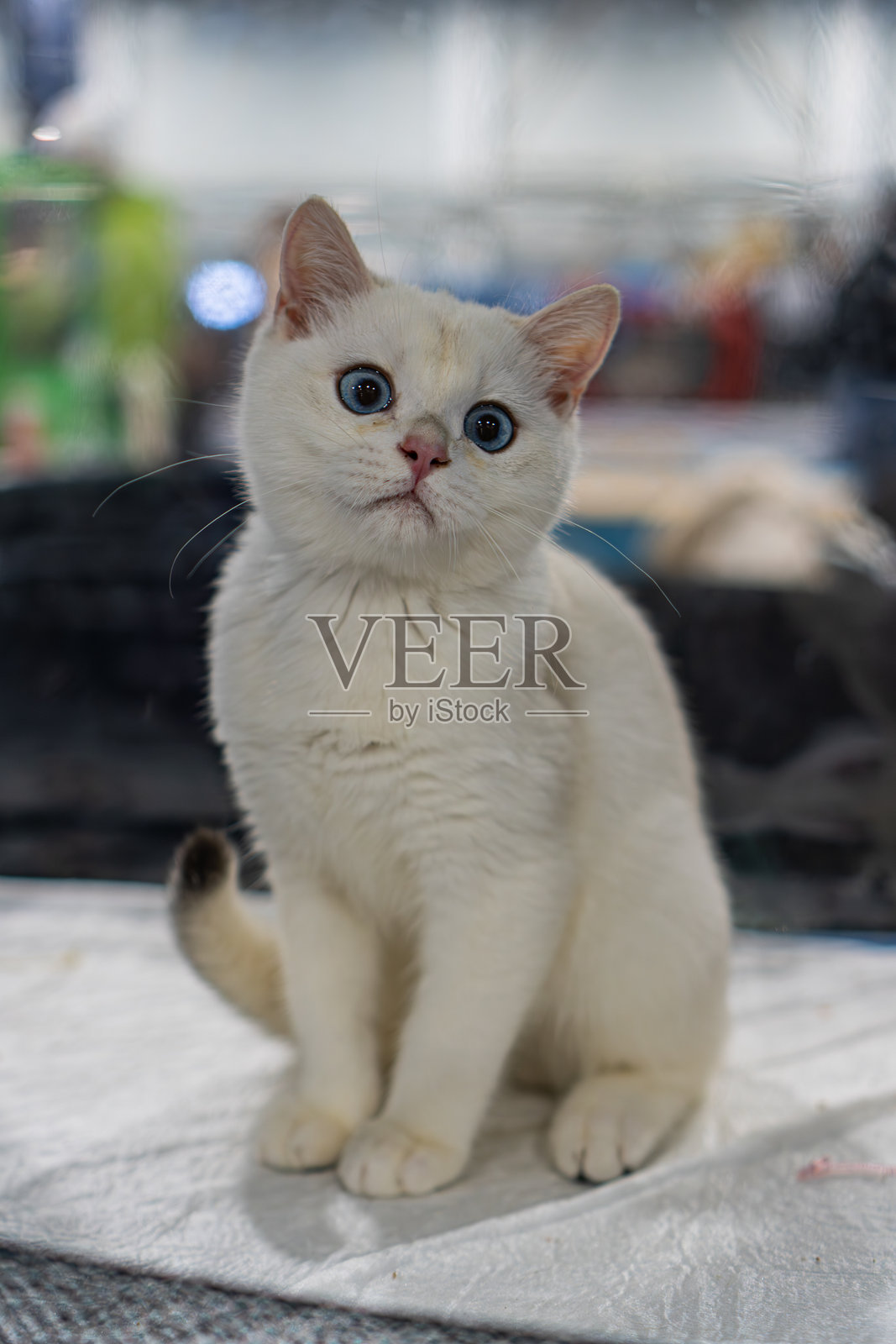 一只白色的考玛尼猫,神情专注,室内场景,毛发柔软,耳朵警觉,张着嘴,蓝眼睛,背景模糊,散景效果,自然光线,抓拍照片照片摄影图片