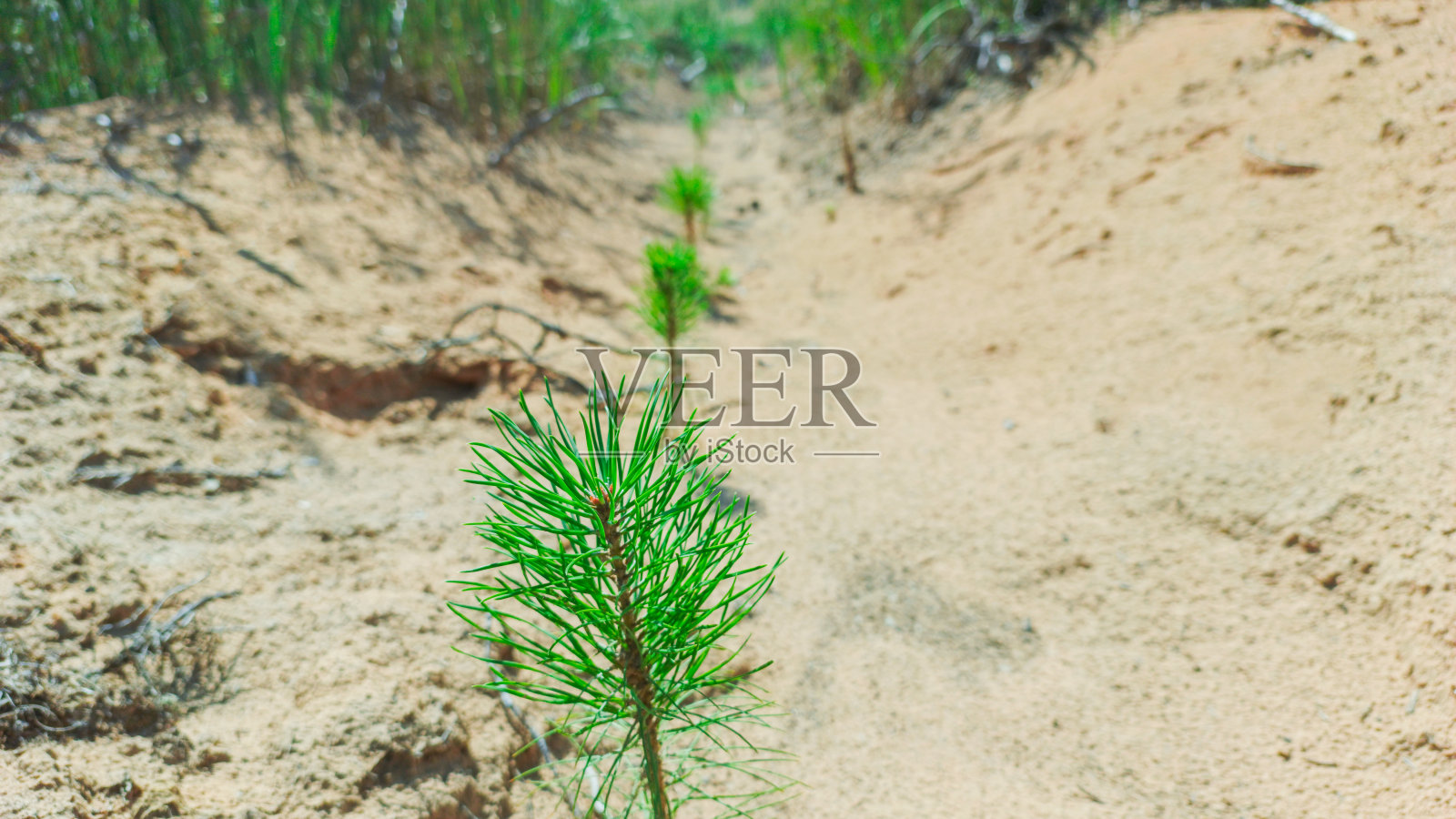 针叶树幼苗照片摄影图片
