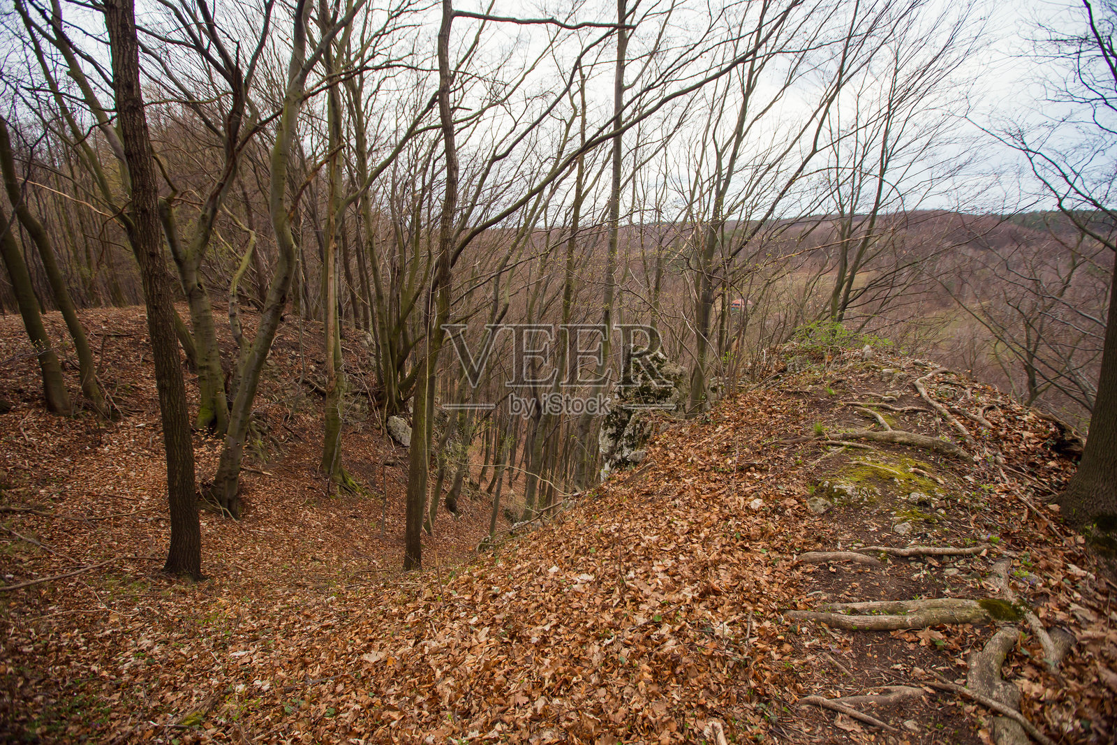 波兰克拉科夫-琴斯托霍瓦侏罗山脉本德科夫斯卡山谷森林中的道路照片摄影图片