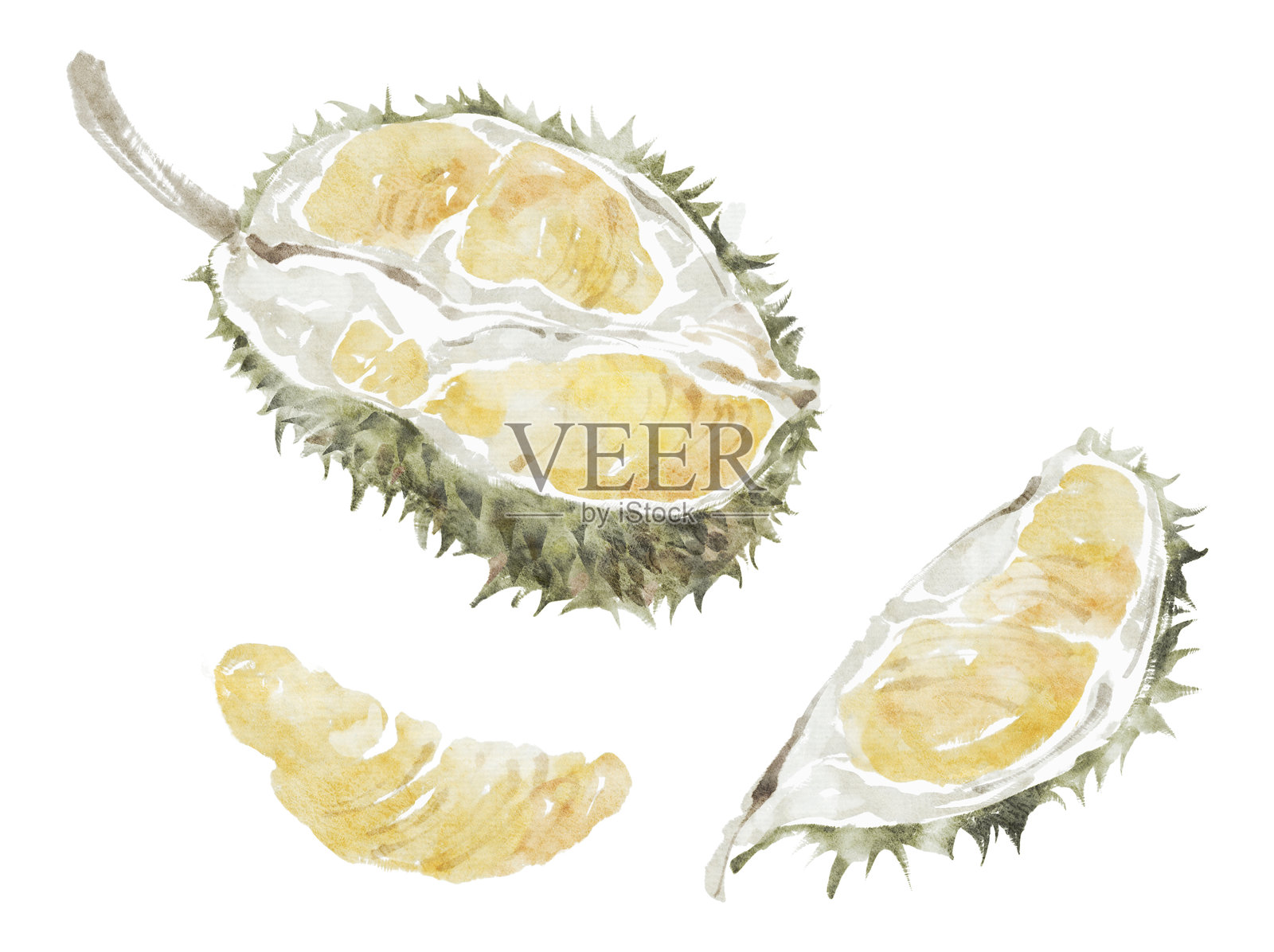 水彩榴莲果肉和果块插画图片素材
