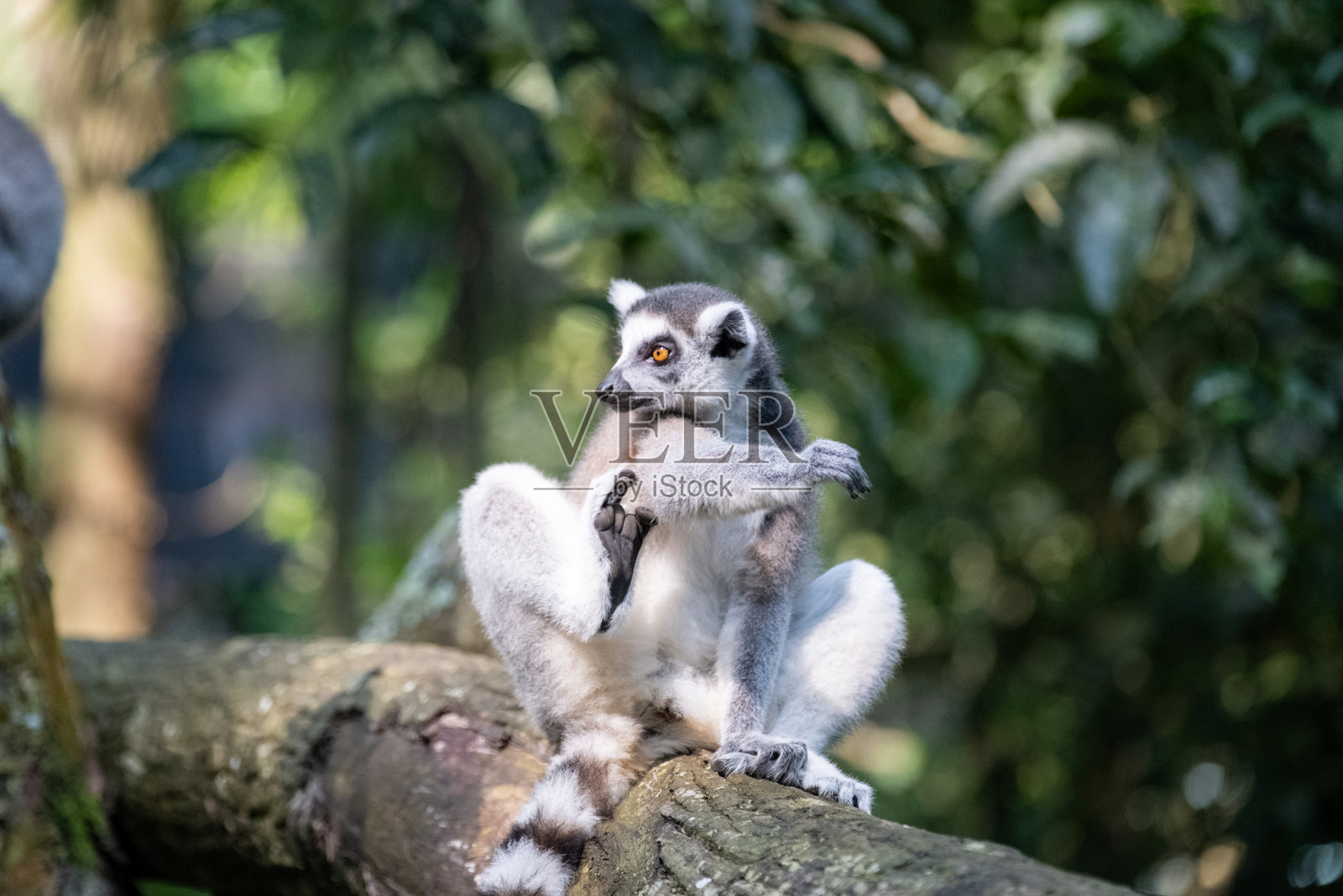 一只环尾狐猴坐在树干上,一只手梳理着自己,同时好奇地四处张望。狐猴独特的橙色眼睛和条纹尾巴清晰可见,背景是郁郁葱葱的绿色。照片摄影图片
