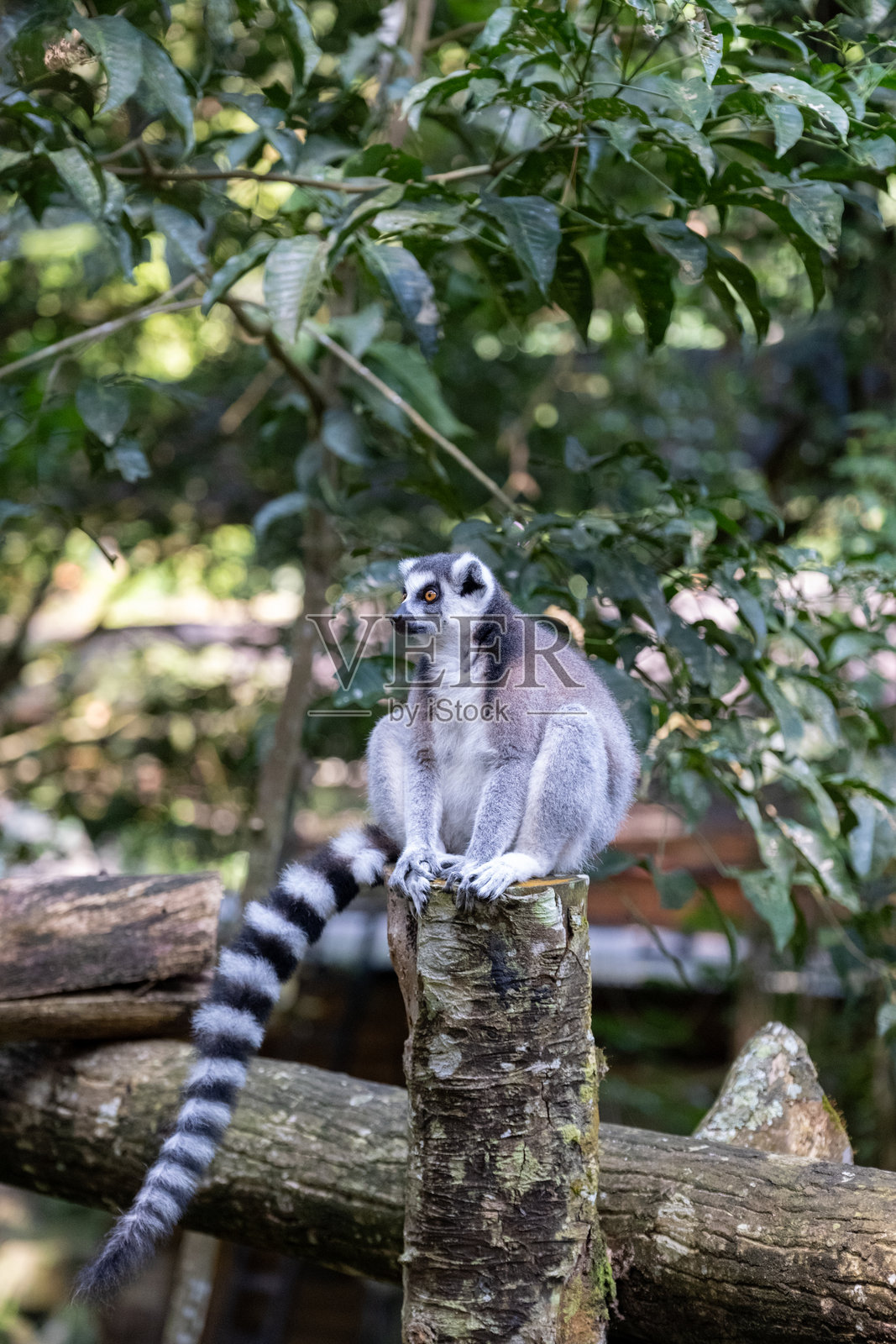 一只环尾狐猴优雅地栖息在木桩上,周围环绕着葱郁的绿植。它有着大大的橙色眼睛,条纹尾巴垂落在身侧,静静地凝视远方。照片摄影图片