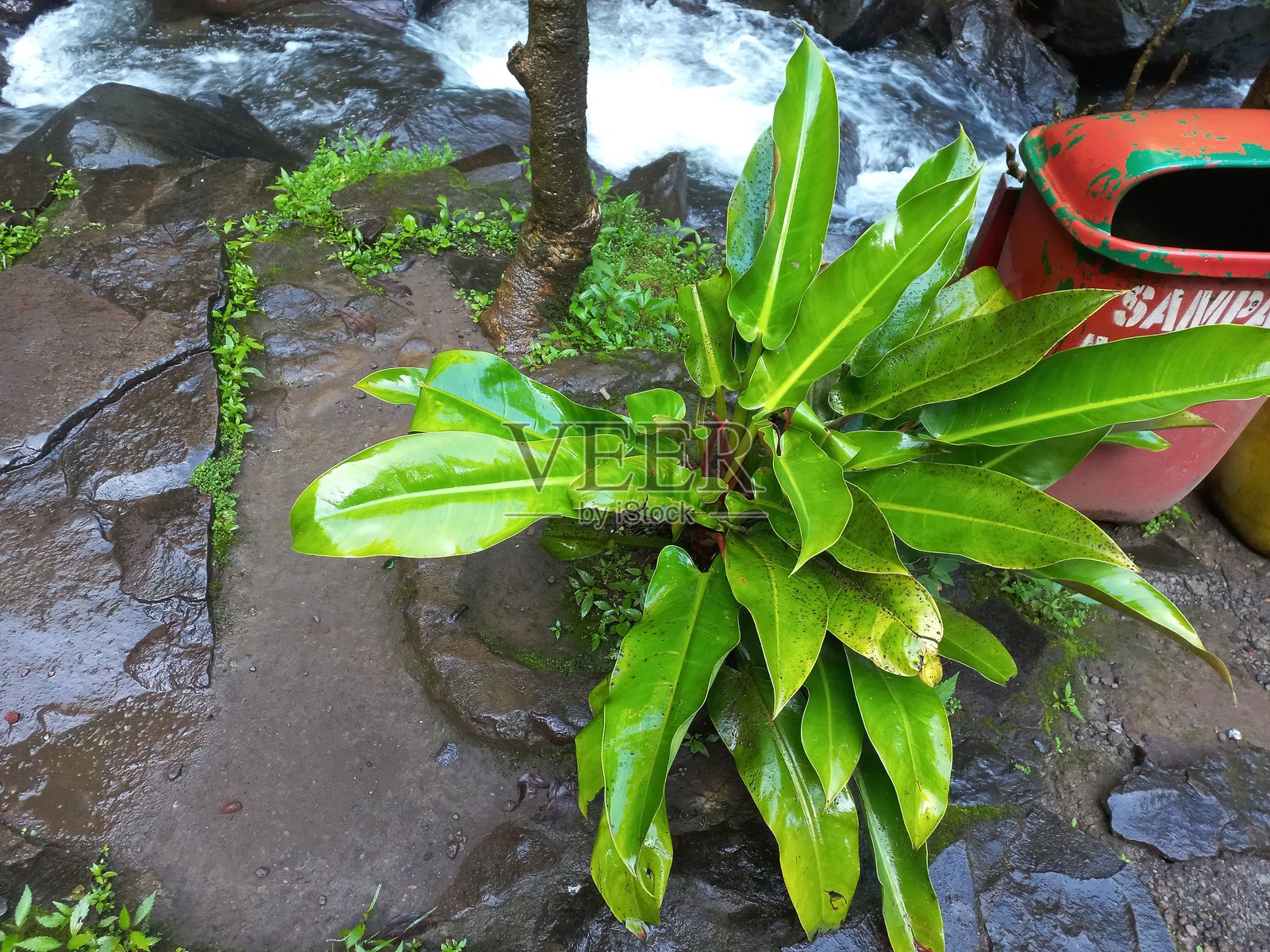 河岸郁郁葱葱的绿色植物,在热带地区营造出宁静的自然景象照片摄影图片
