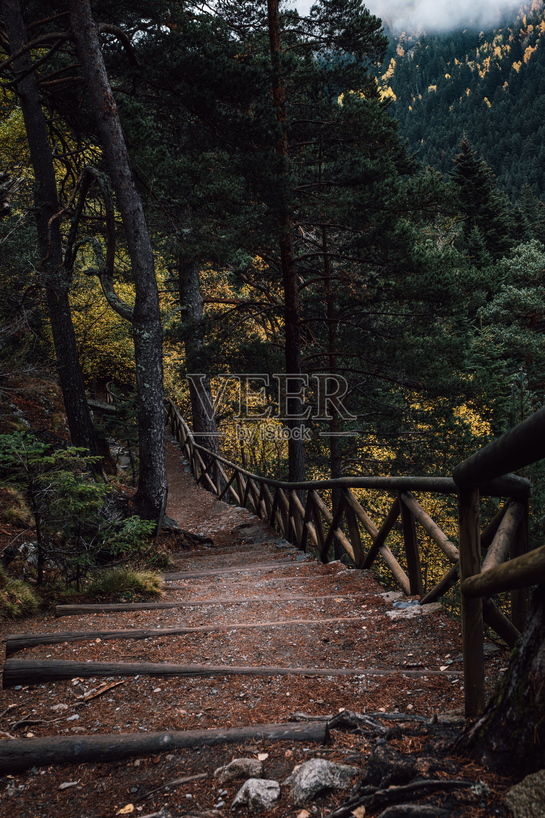 秋叶覆盖的神秘小径,穿过幽暗森林的木板步道照片摄影图片
