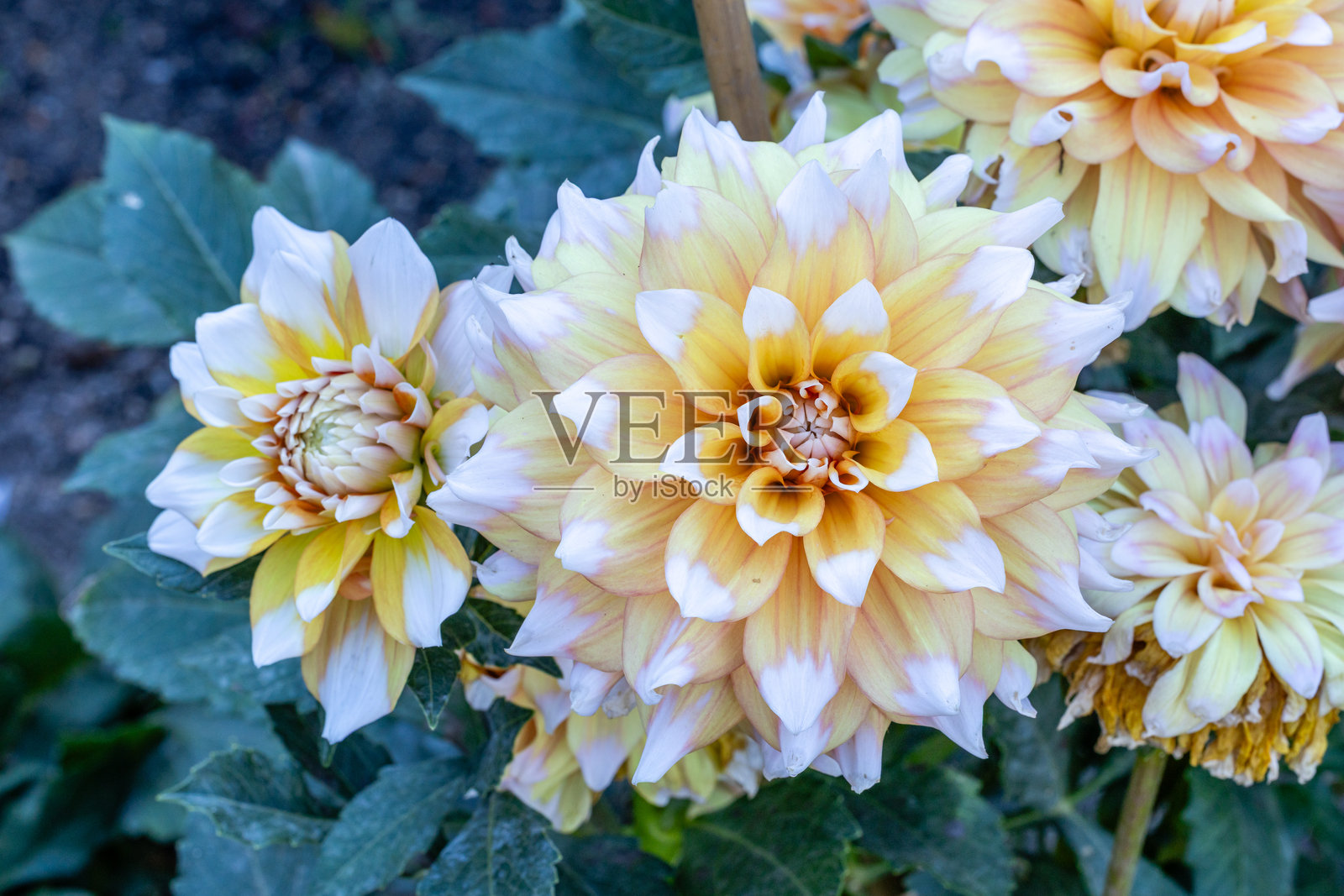 花园里的“西雅图大丽花”。正式装饰型大丽花,金黄色花瓣,尖端白色,花朵硕大。照片摄影图片