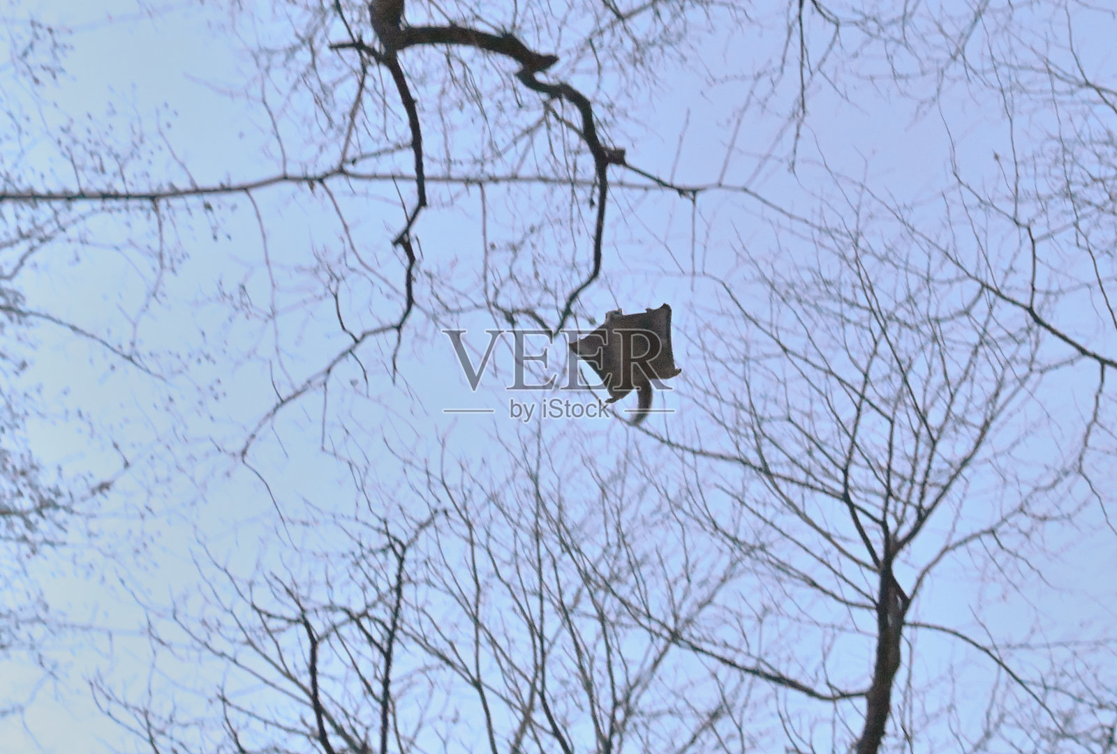 冬季日落后,一只西伯利亚鼯鼠在日本北海道的一座公园里,在树木间滑翔。照片摄影图片