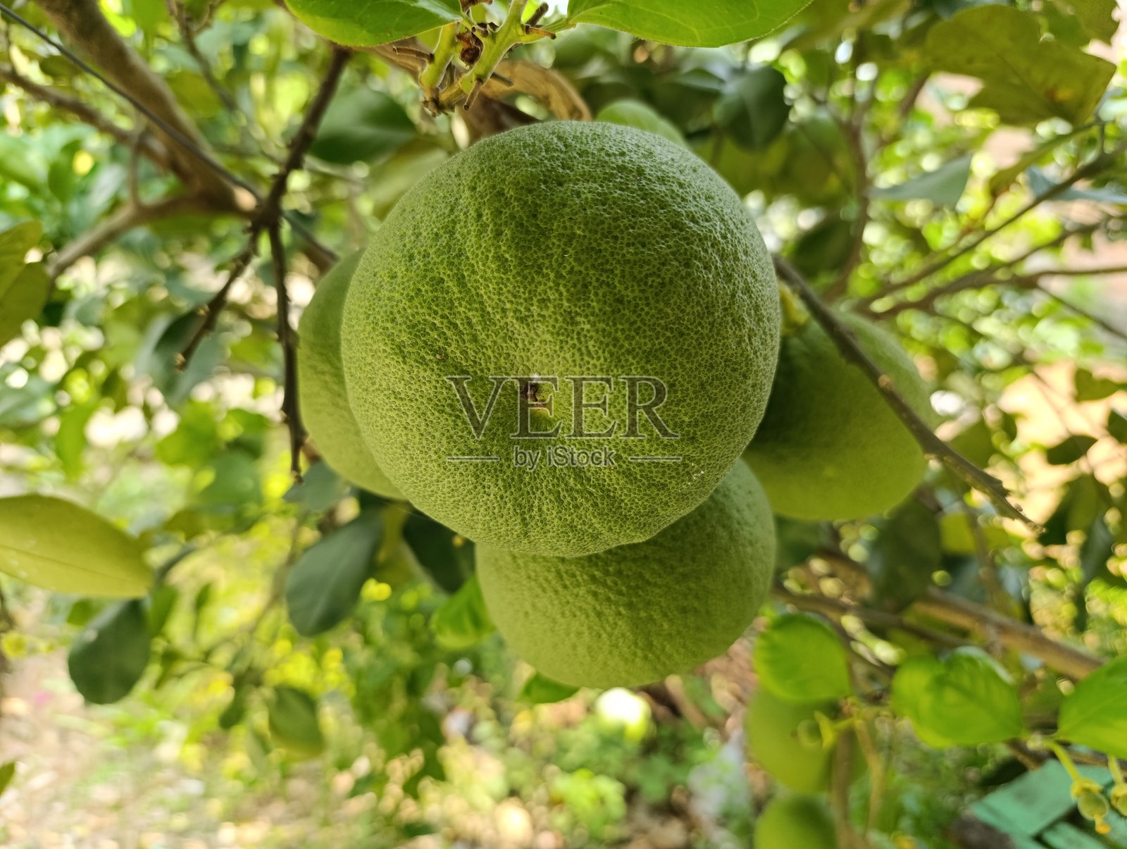 一棵热带树上悬挂着的大个未成熟的柚子。新鲜绿色柚子挂在树枝上的特写。阳光下鲜绿色的柚子表皮纹理细节。照片摄影图片