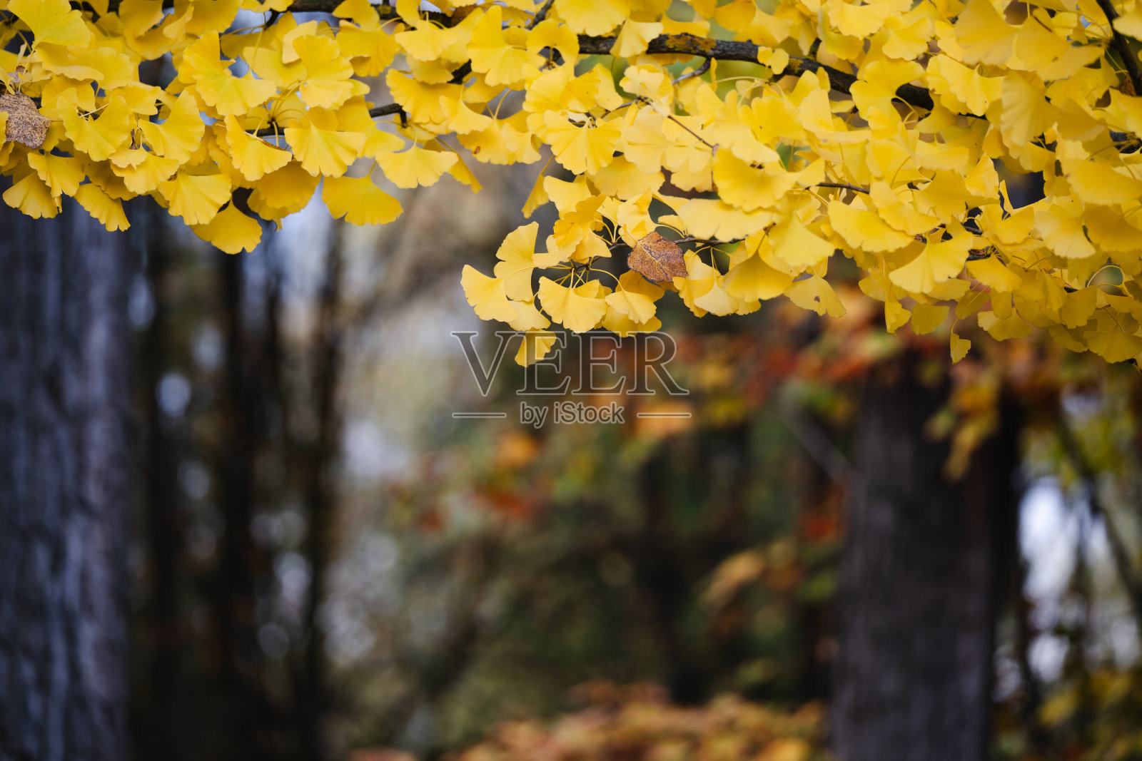 秋季森林中的黄色银杏叶照片摄影图片