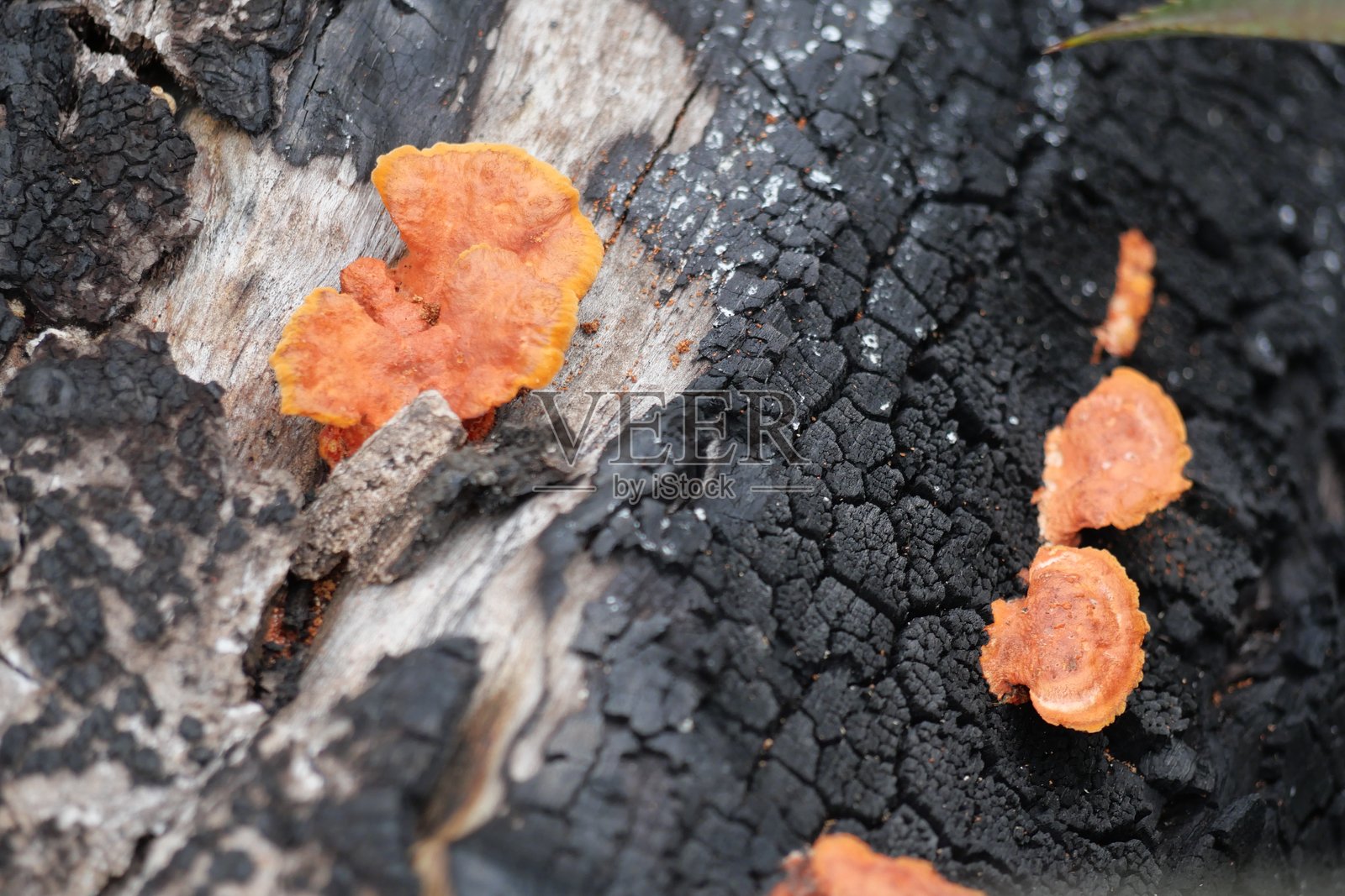 血红革耳照片摄影图片