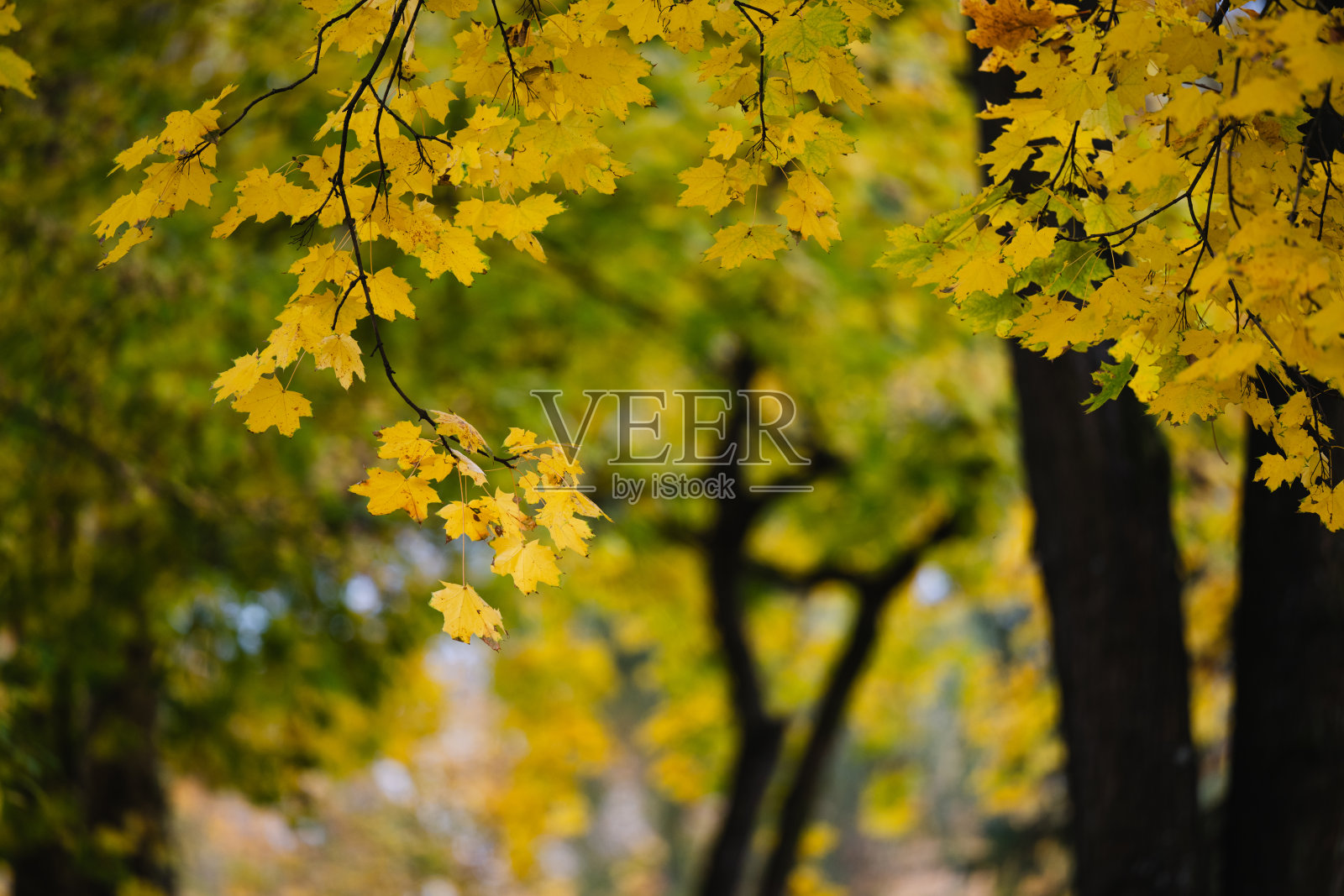 黄色的秋季枫树枝照片摄影图片