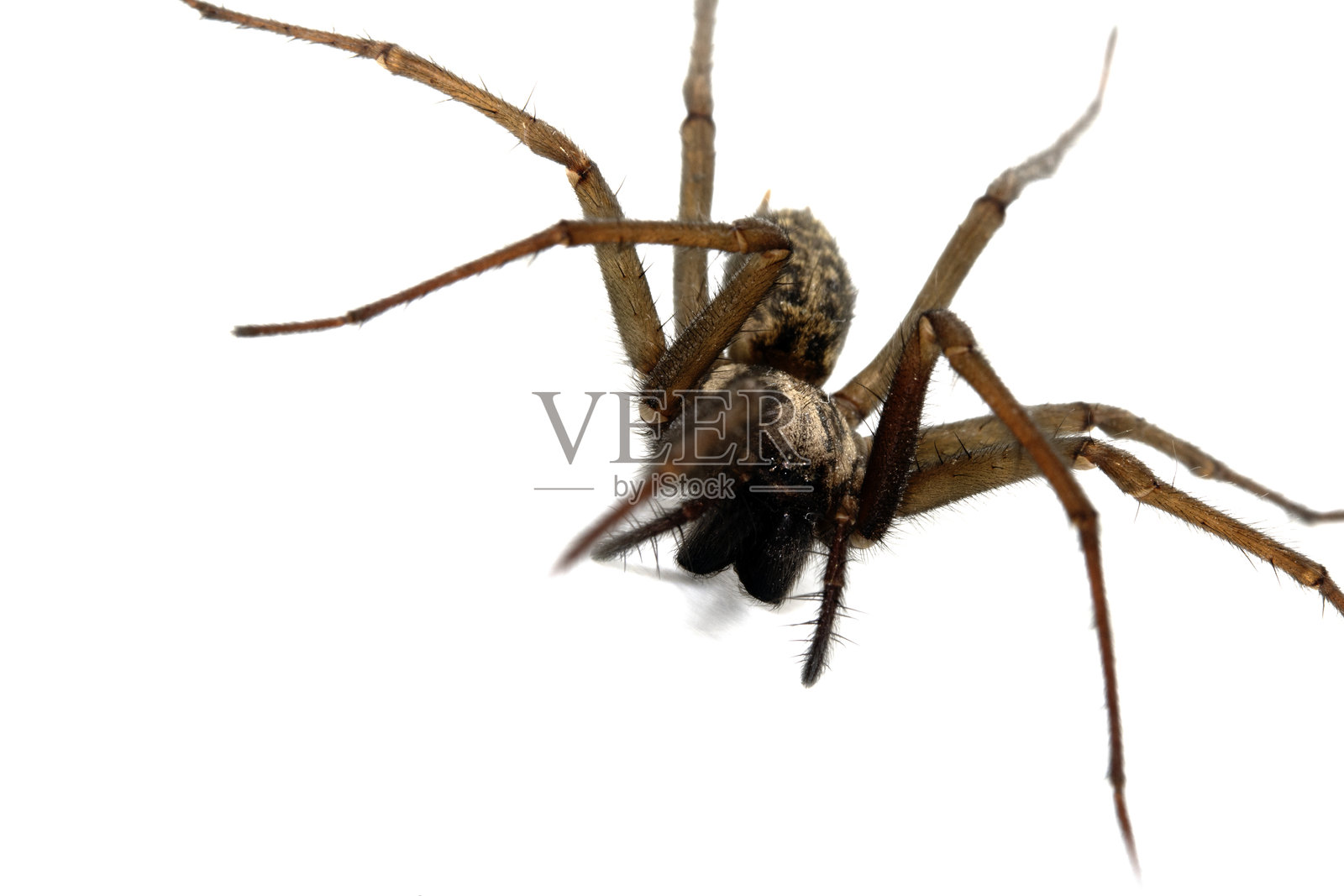 白色背景上的英国大户蜘蛛照片摄影图片