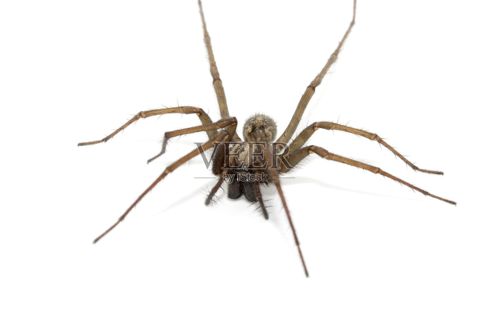 白色背景上的英国大户蜘蛛照片摄影图片