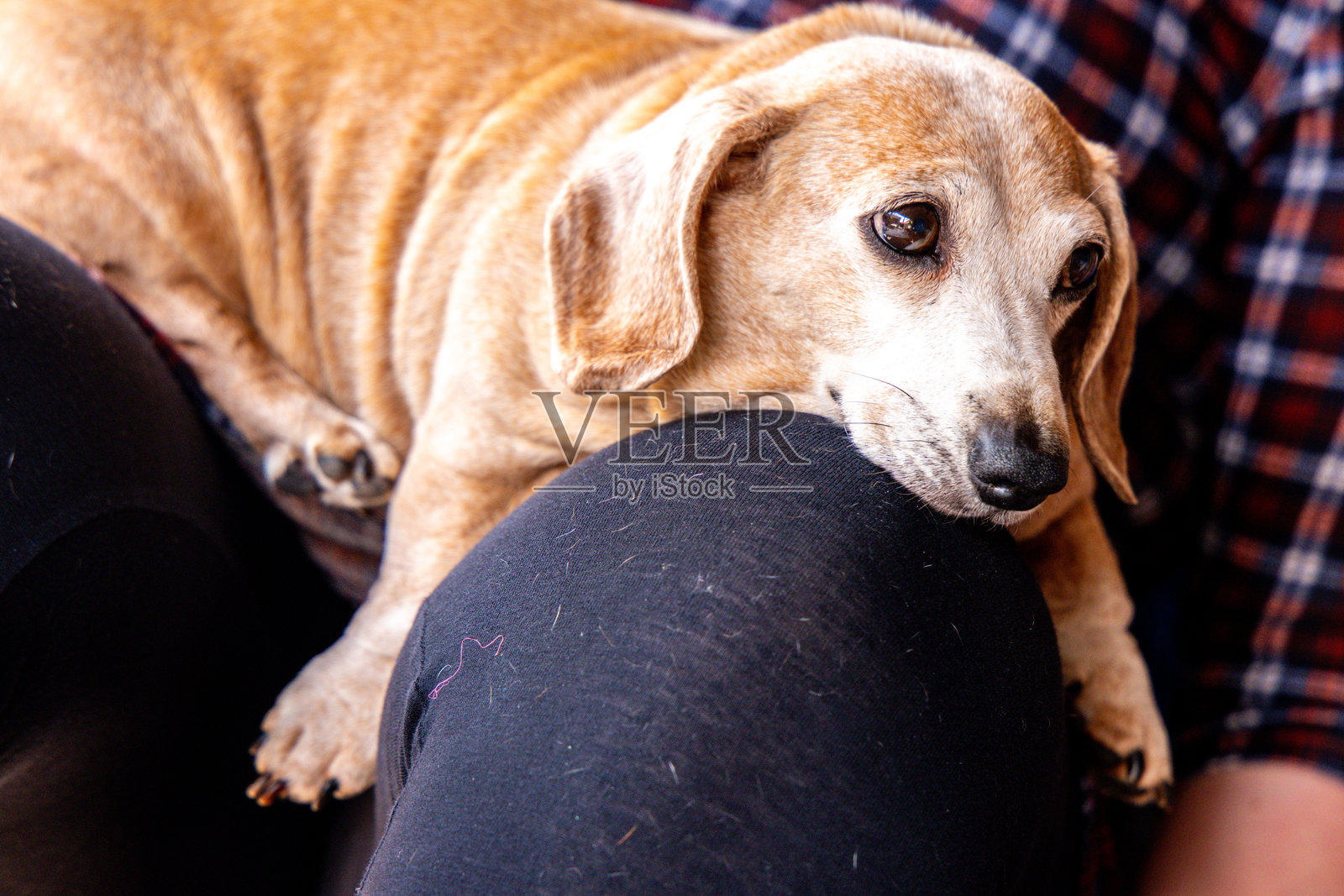 一只迷你腊肠犬趴着睡觉照片摄影图片