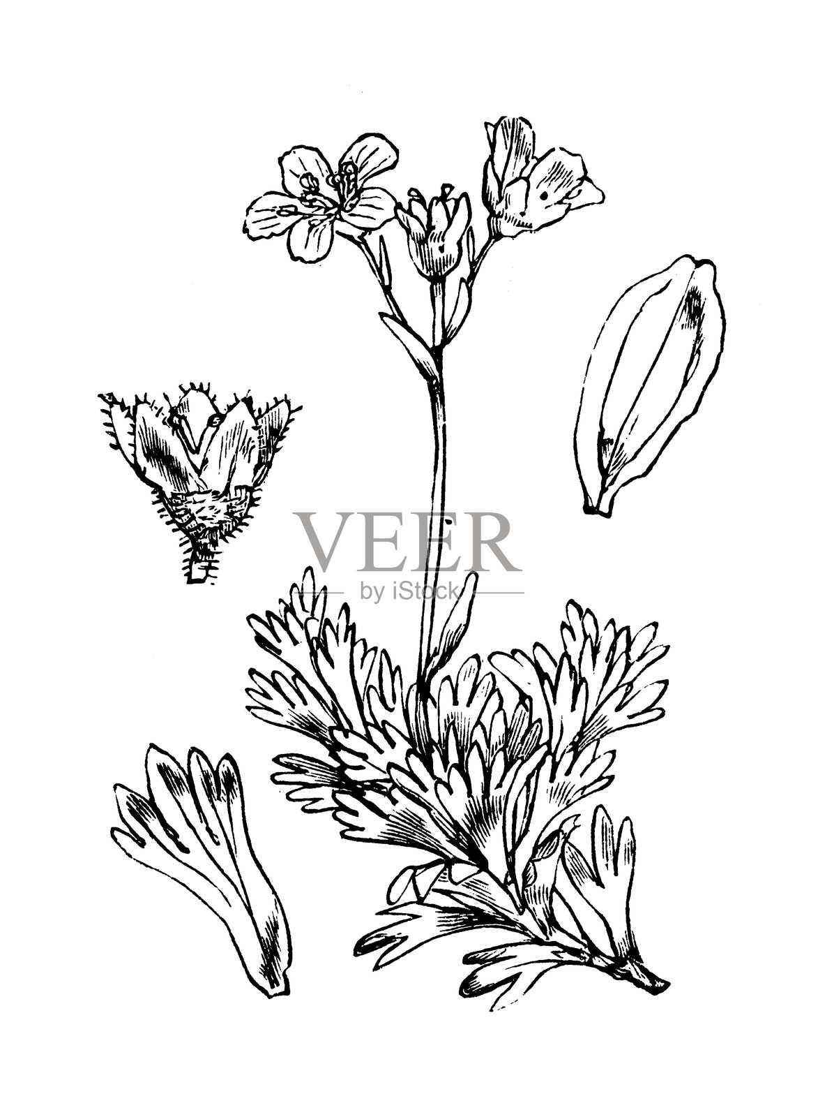 Saxifraga caespitosa插画图片素材