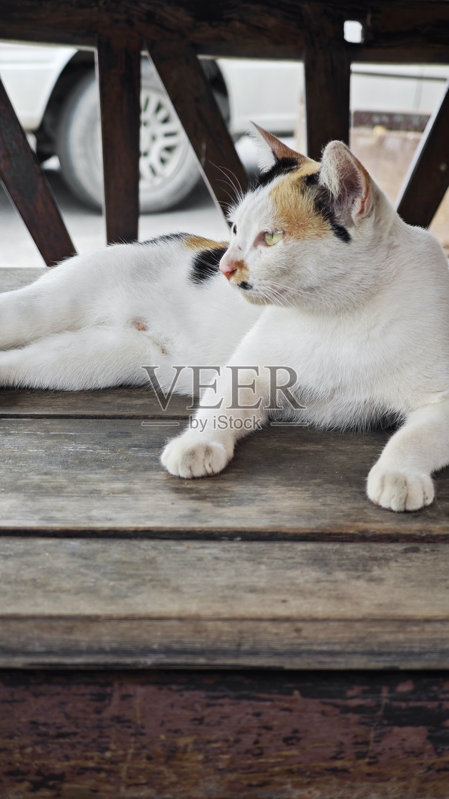 虎斑猫坐在木桌上。照片摄影图片