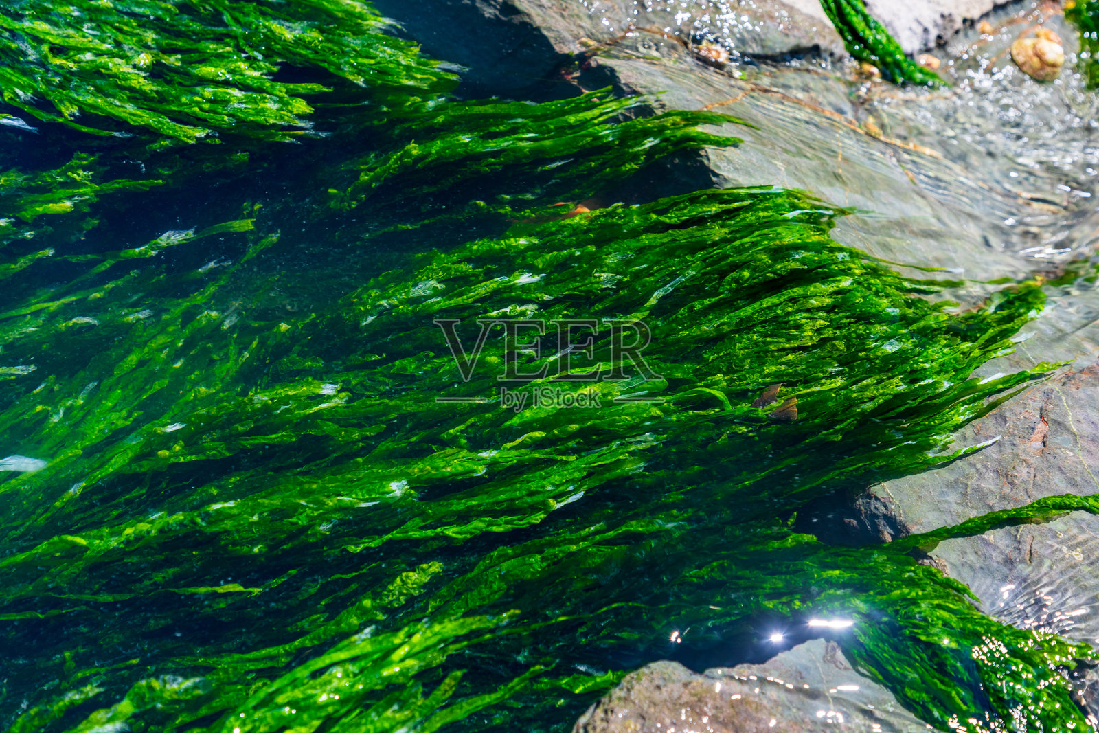 碧绿的海藻附着在岩石海岸上,海水清澈见底。照片摄影图片