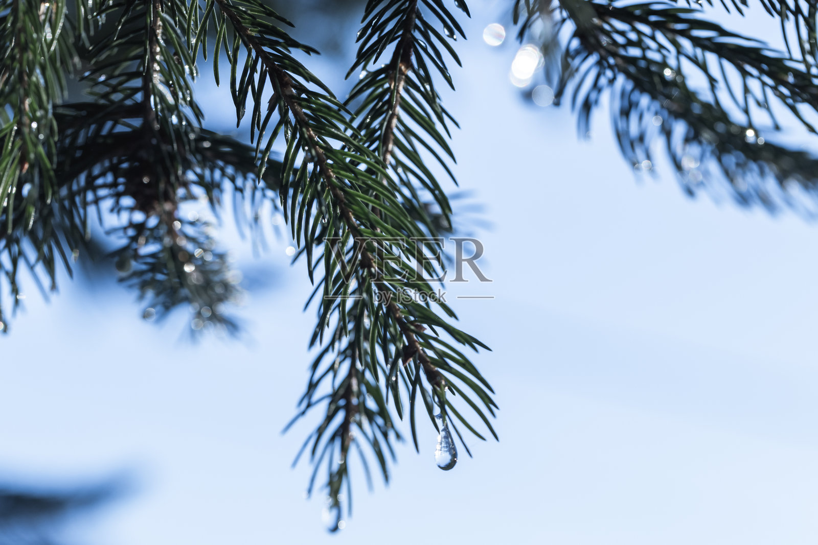 挂满冰滴的常绿云杉树枝剪影照片摄影图片