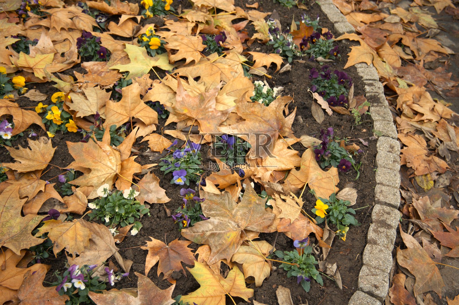 落叶中的秋日花朵背景照片摄影图片