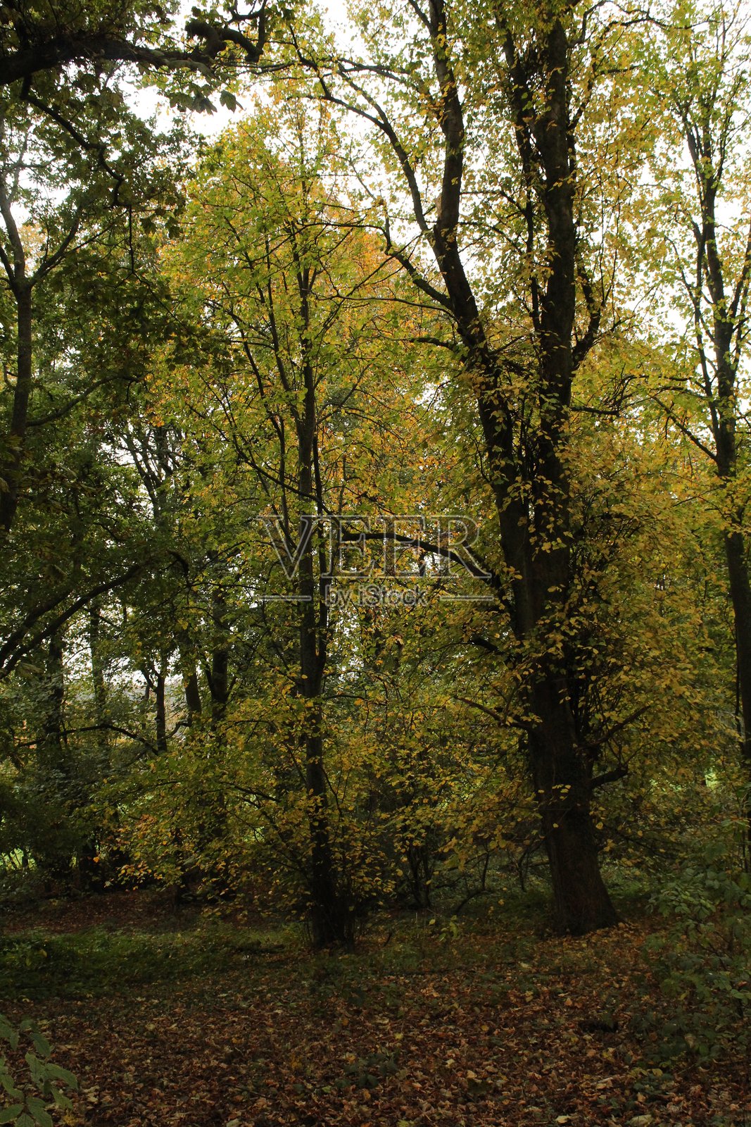 秋季林地——树木与色彩照片摄影图片