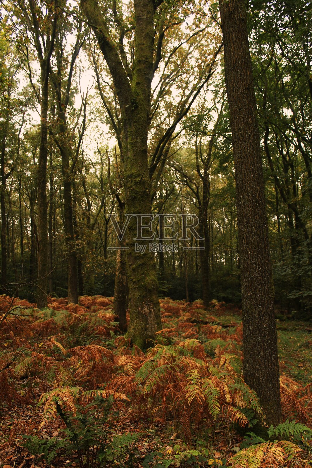 秋季林地 - 树木与色彩照片摄影图片