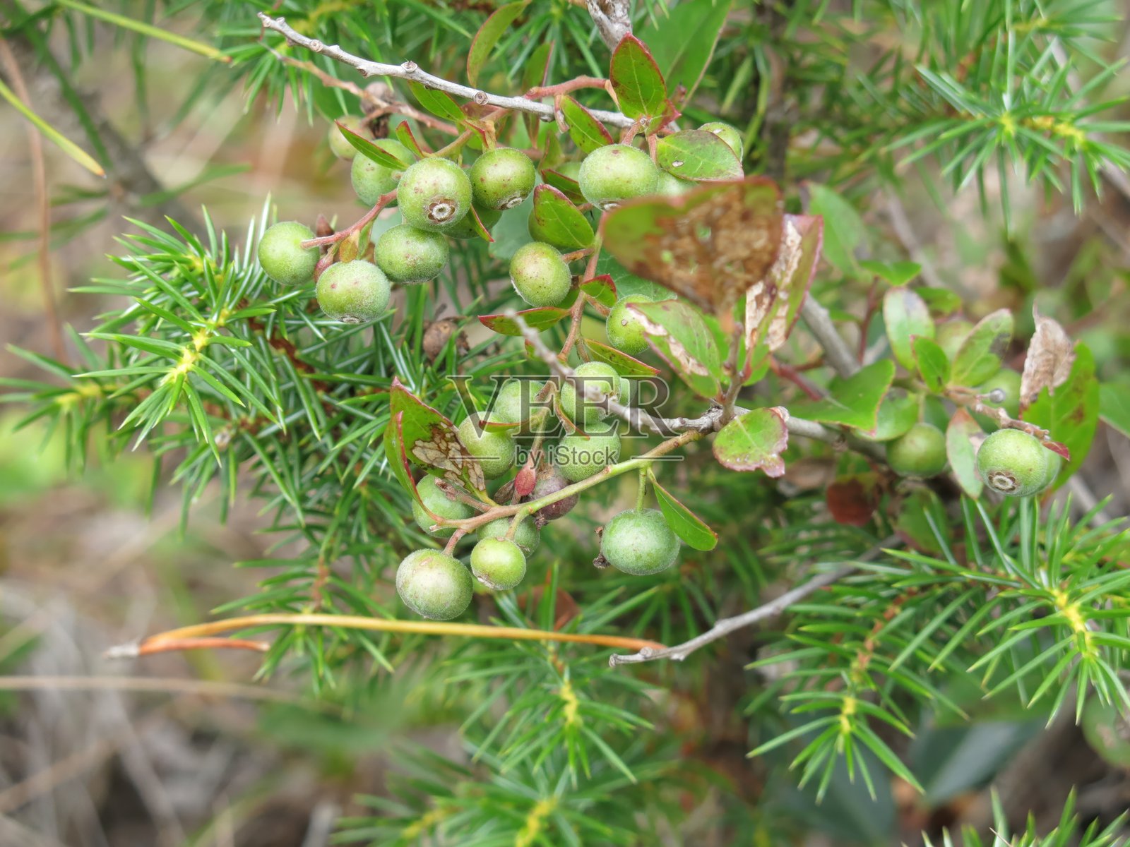 韩国常绿灌木“黑果越橘”(Vaccinium bracteatum),叶片椭圆有光泽,深紫色可食浆果生长在森林边缘。摄于韩国。照片摄影图片