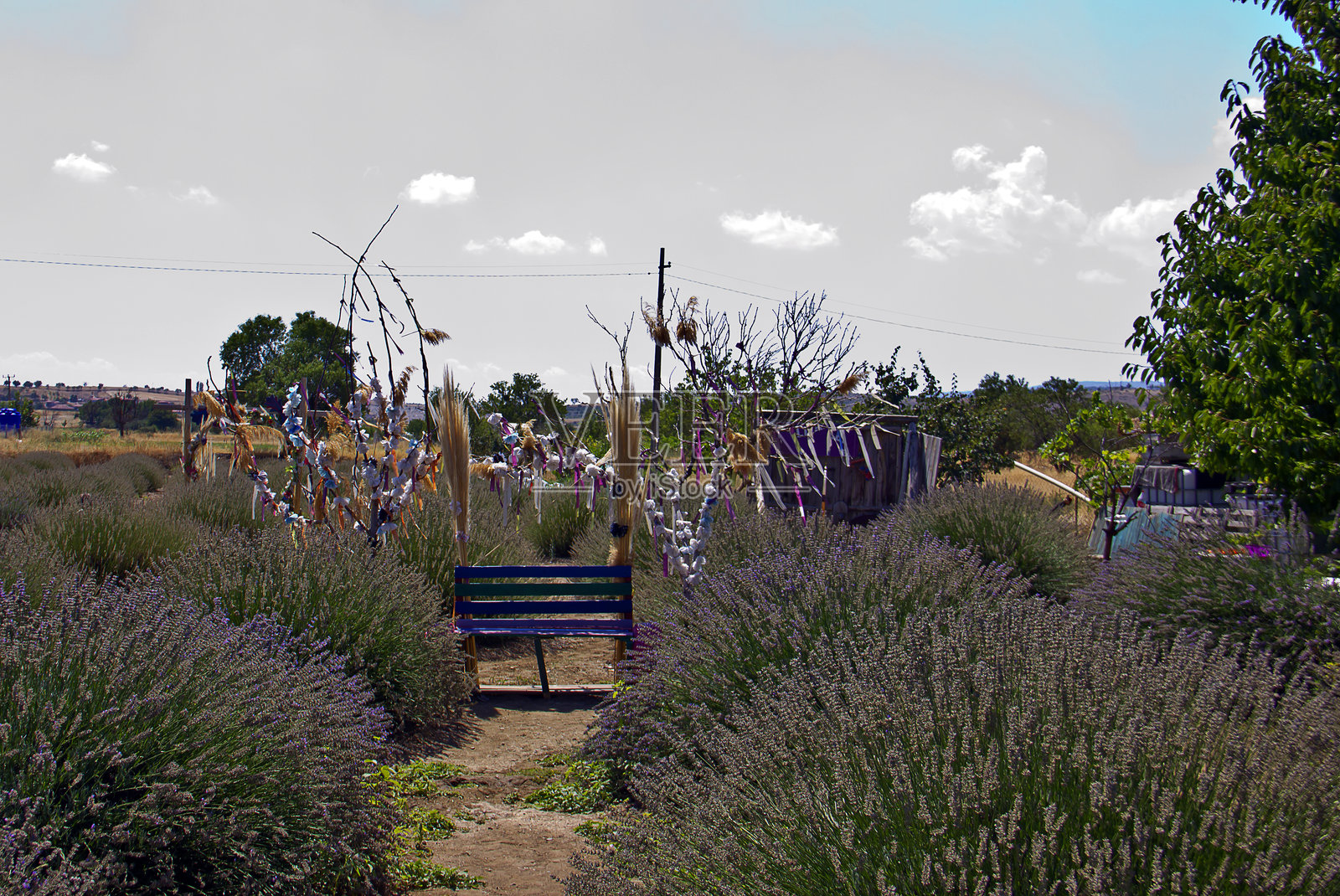 薰衣草田照片摄影图片