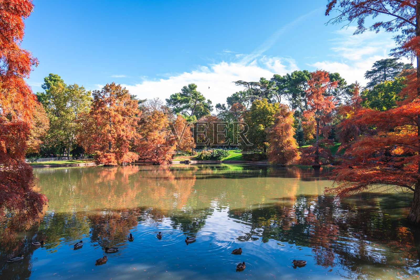 西班牙马德里丽池公园内的大池塘风光照片摄影图片