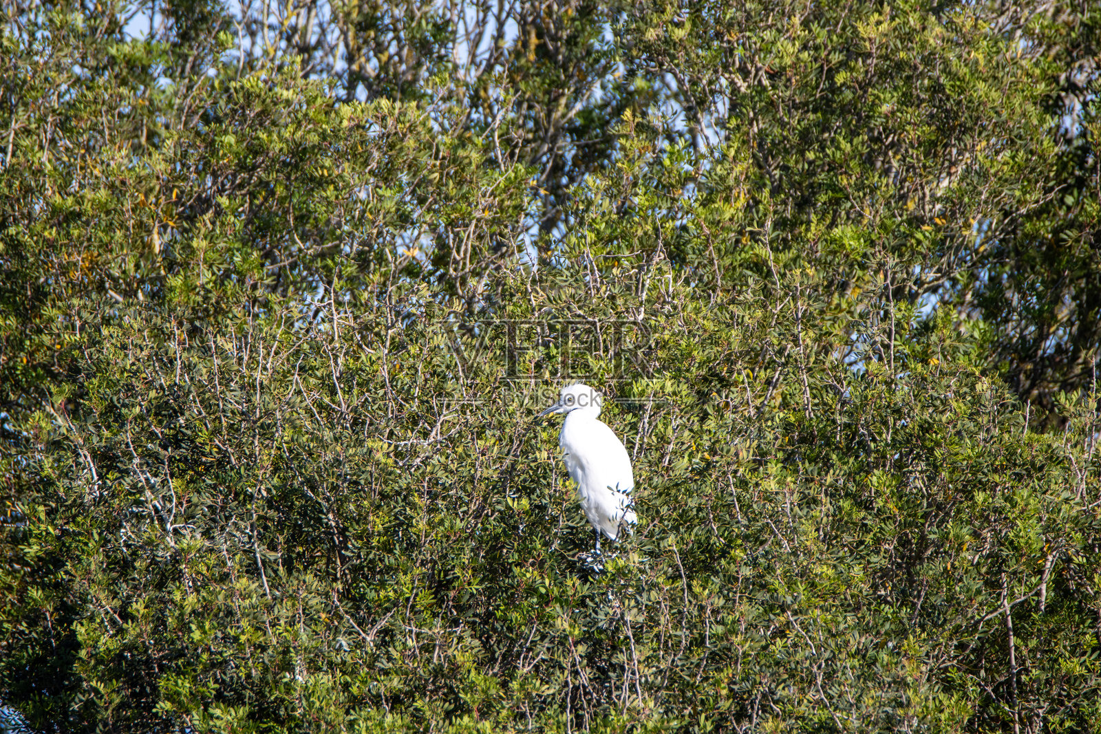 白鹭在树上栖息照片摄影图片