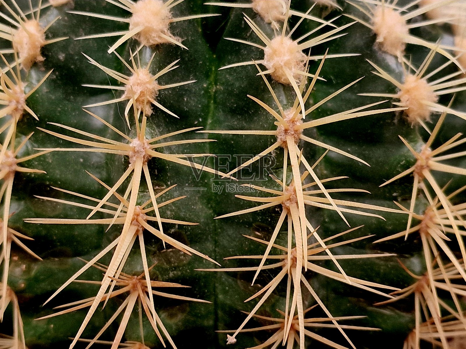 植物园中仙人掌带刺的特写照片摄影图片