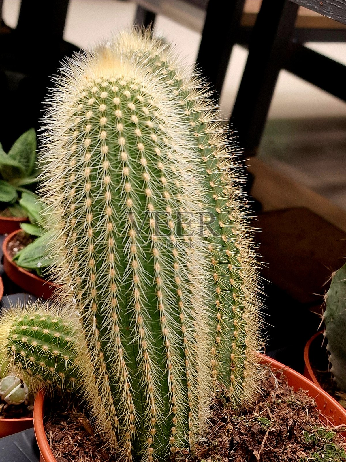 植物园里仙人掌带刺的特写照片摄影图片