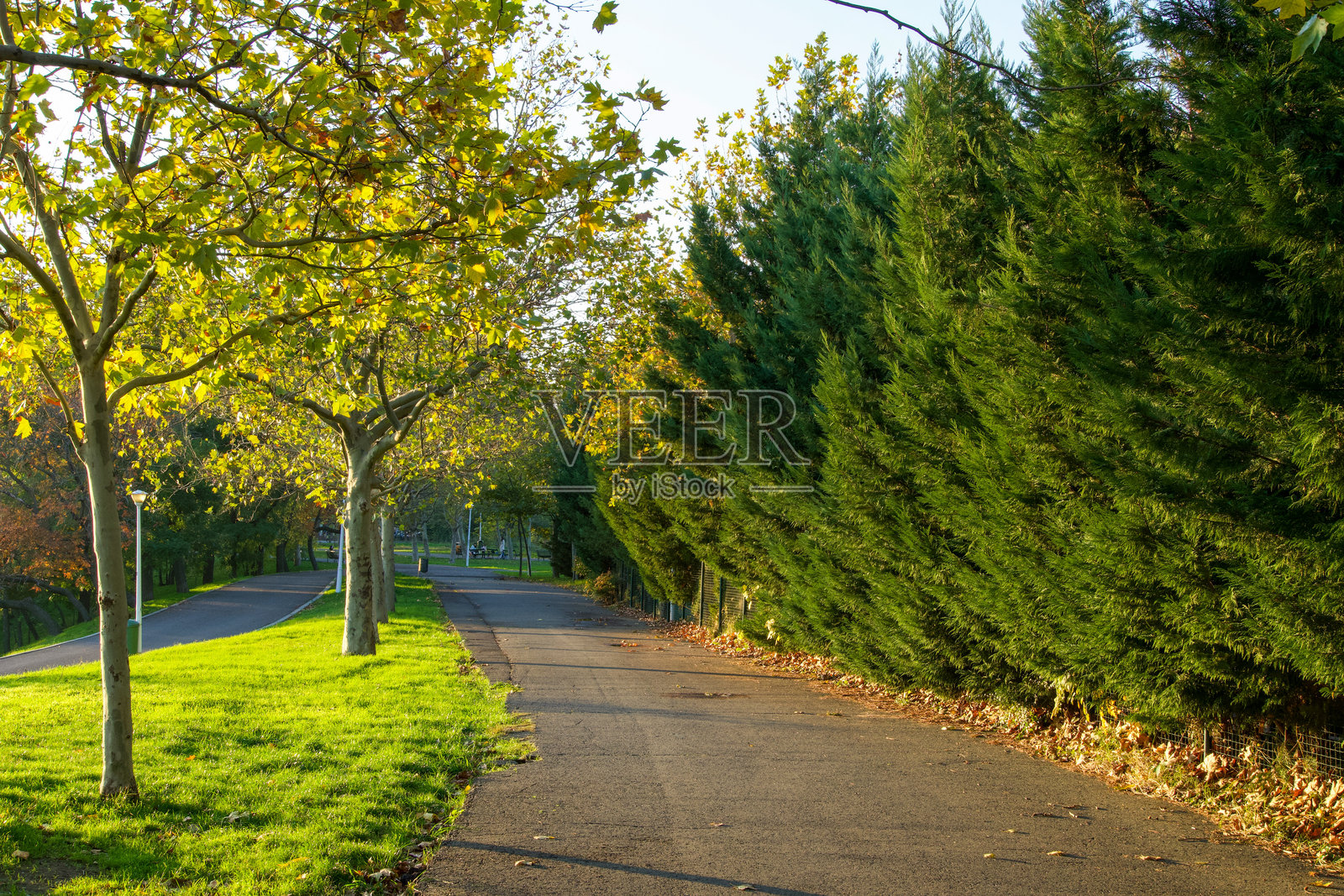 罗马尼亚布加勒斯特市青年公园照片摄影图片