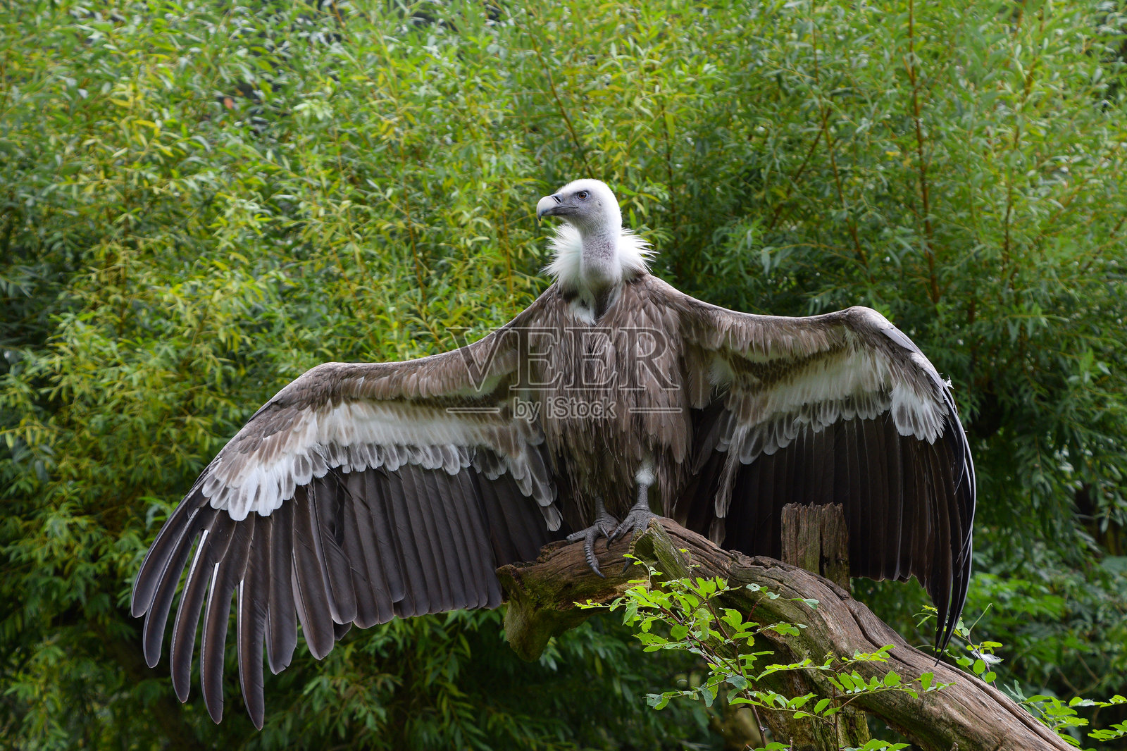 一只狮鹫秃鹫正趴在树枝上晾晒它展开的翅膀照片摄影图片