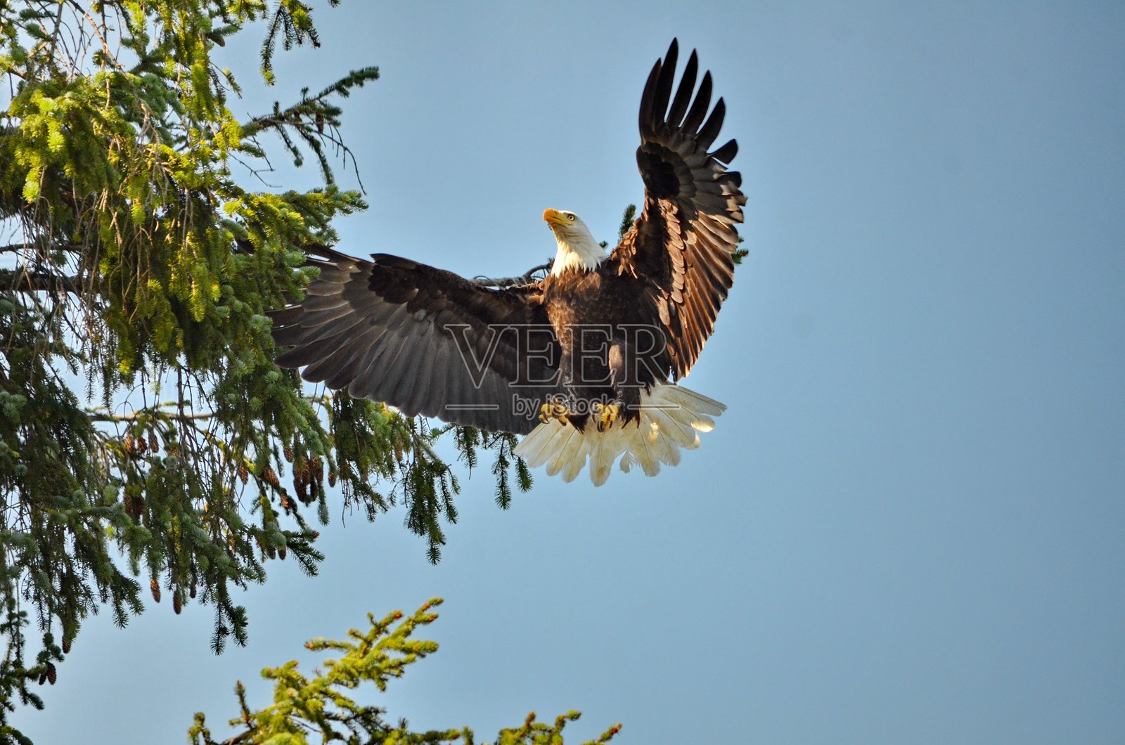白头海雕降落在树枝上照片摄影图片
