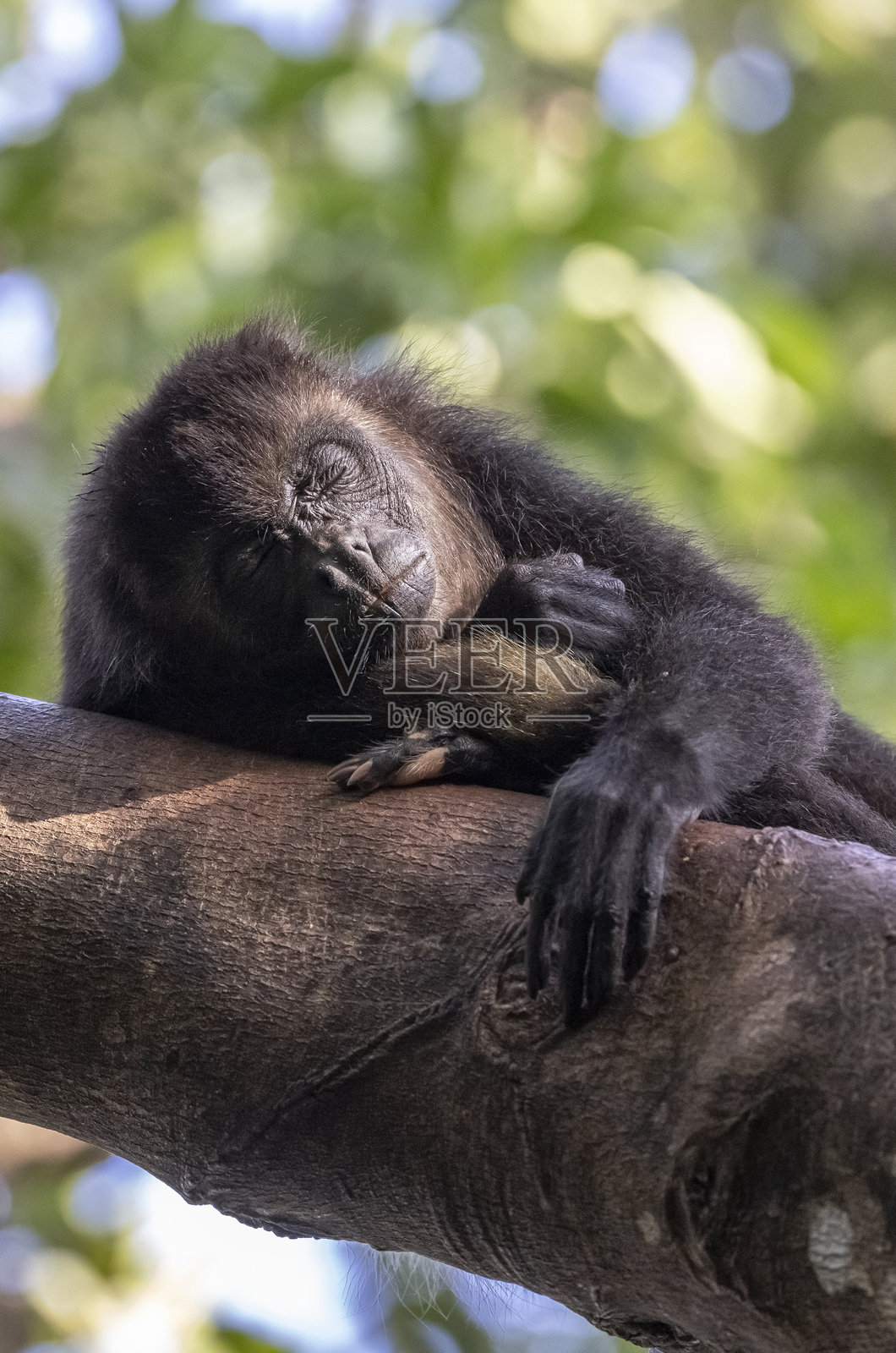 金狮面狨照片摄影图片