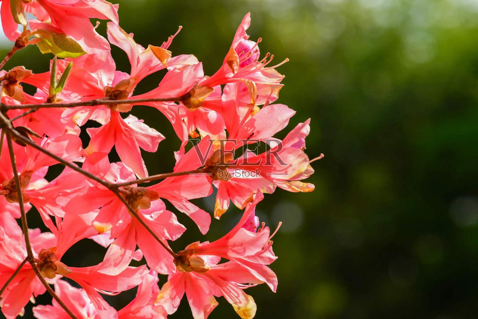 韩国济州岛特有的杜鹃花 Weyrichii,展示着鲜红的花朵、簇生的叶子和毛茸茸的幼茎。摄于韩国。照片摄影图片