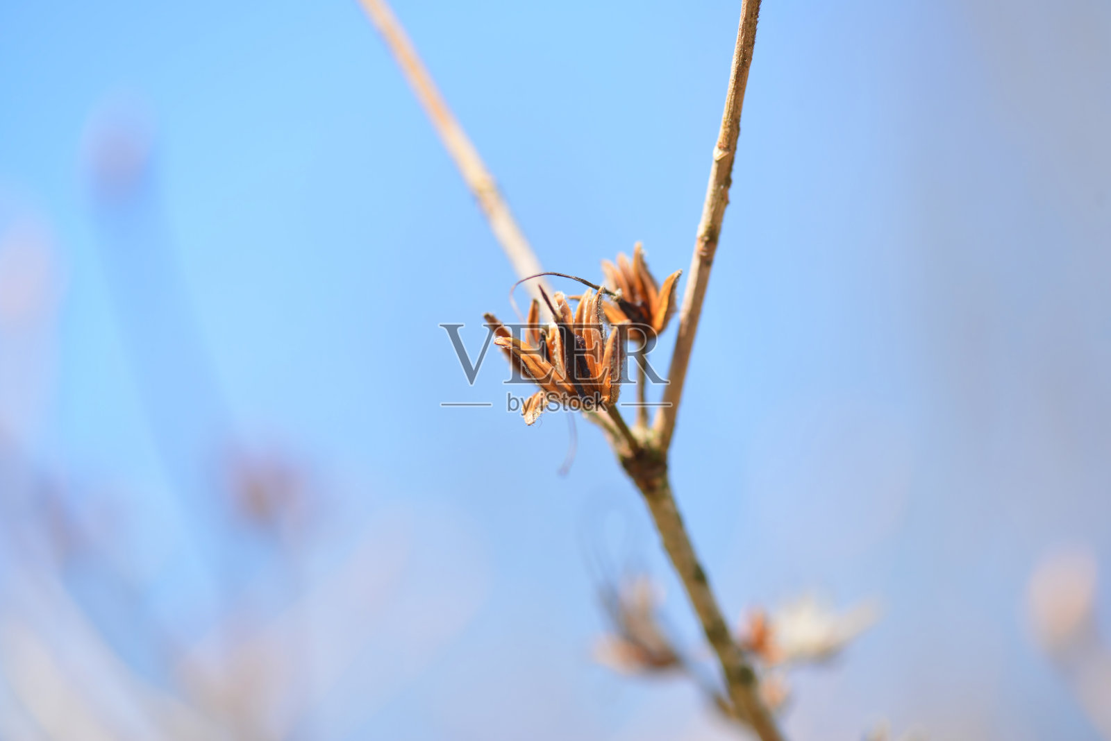 韩国济州岛特有的杜鹃花 'Rhododendron weyrichii',展示着鲜红的花朵、簇生的叶子和带毛的嫩茎。摄于韩国。照片摄影图片