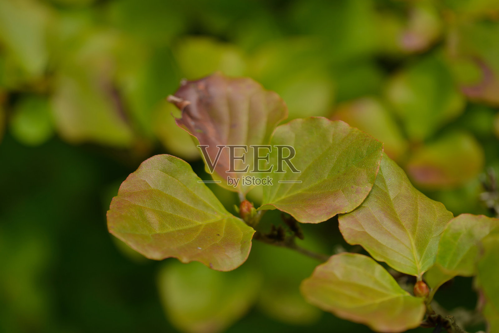 韩国济州岛特有的杜鹃花(Rhododendron weyrichii),展示着鲜艳的红花、簇生的叶子和毛茸茸的幼茎。摄于韩国。照片摄影图片